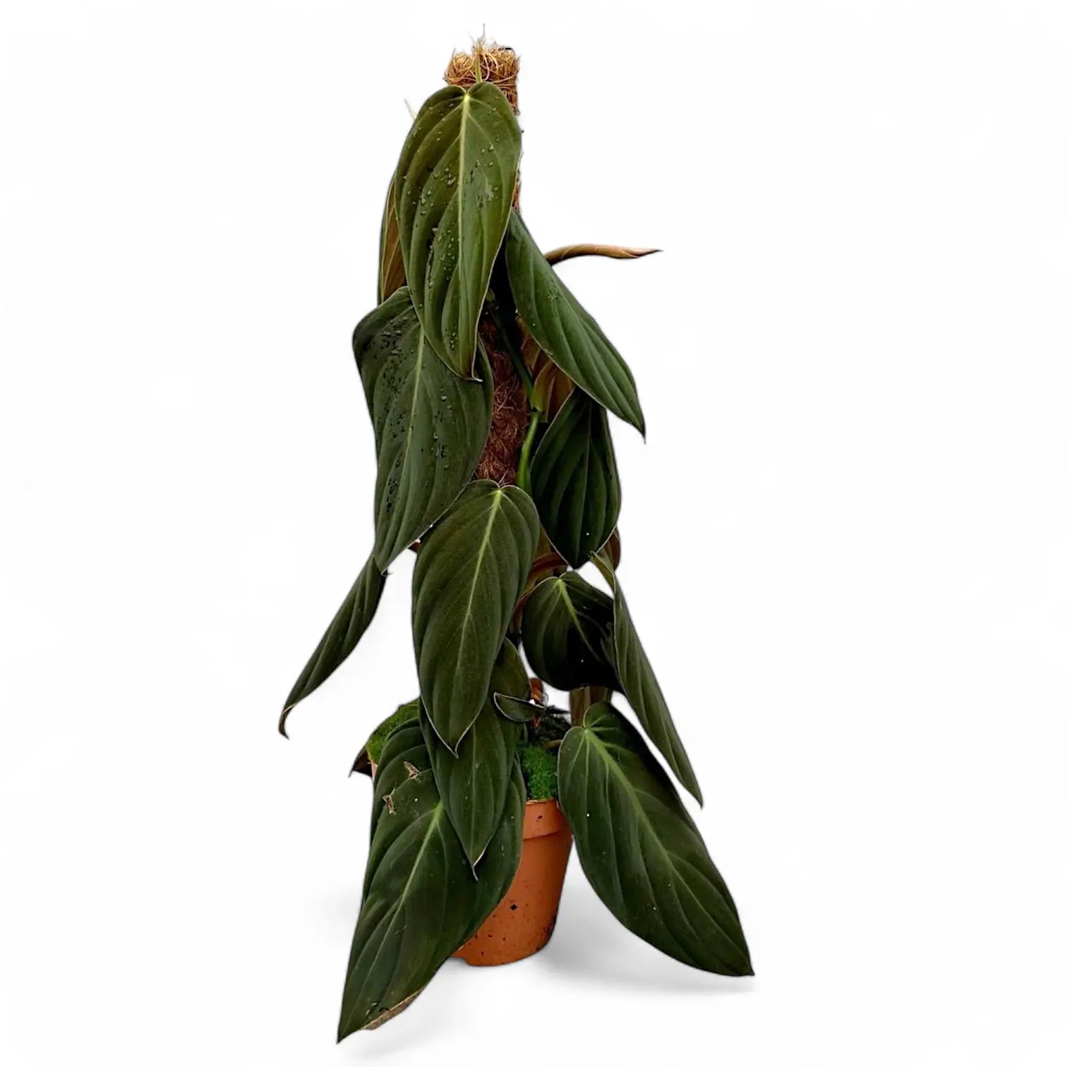 Philodendron gigas potted houseplant in nursery pot on white background, product photo 8.