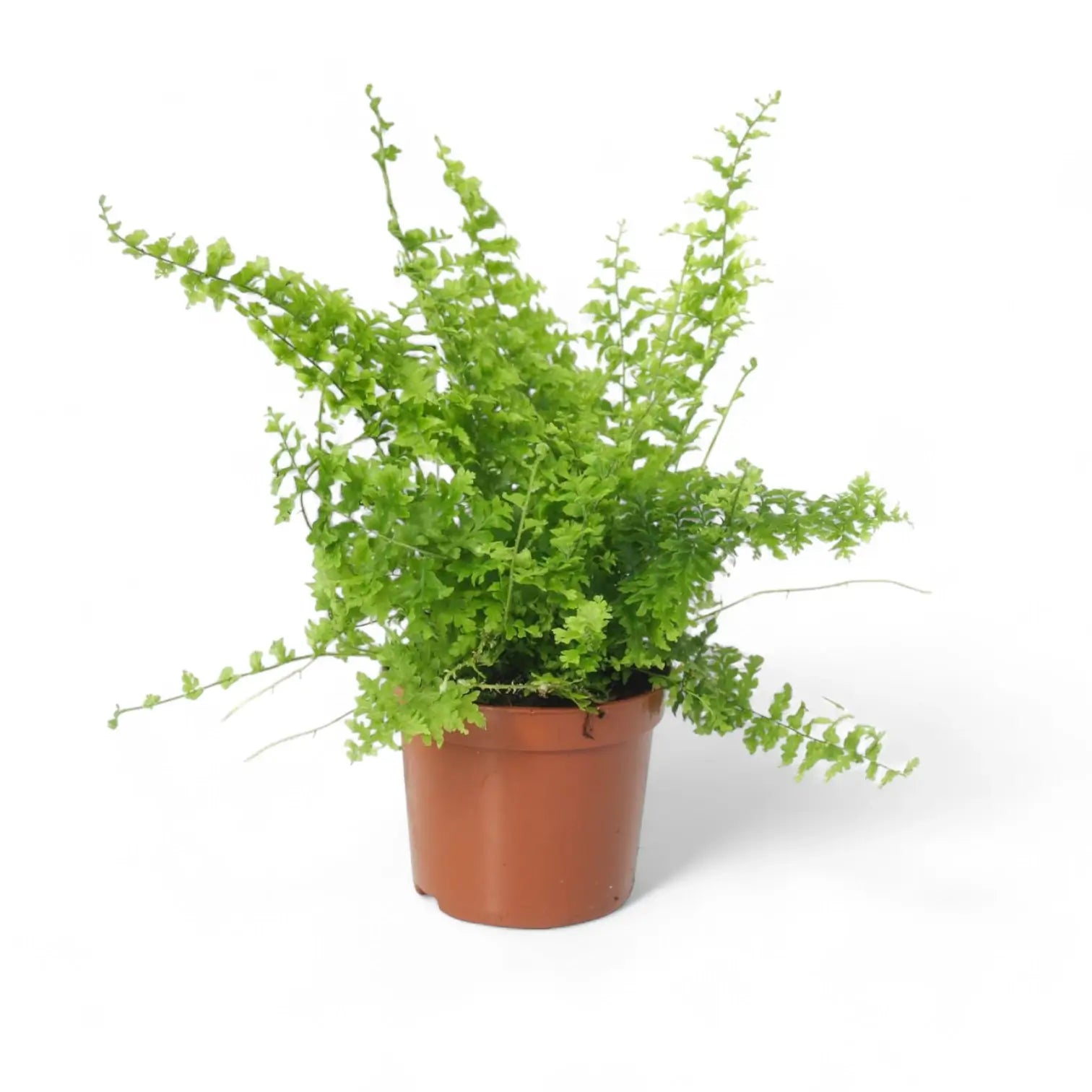 Nephrolepis exaltata 'Green Fantasy' potted houseplant in nursery pot on white background, product photo 4.