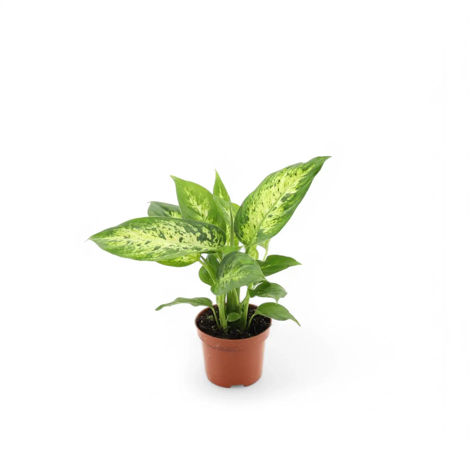 Dieffenbachia seguine 'Compacta' – Topfpflanze im Kulturtopf vor weißem Hintergrund, Produktfoto 2.