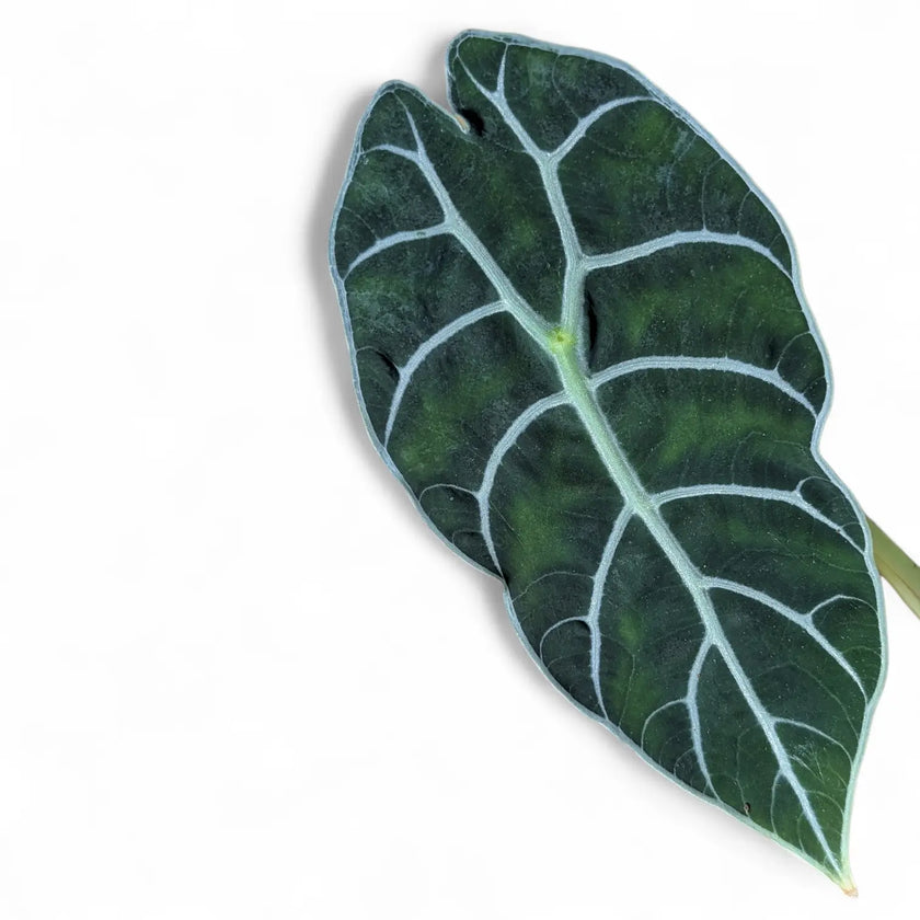 Alocasia 'Prince of Curup' leaf close-up on white background.