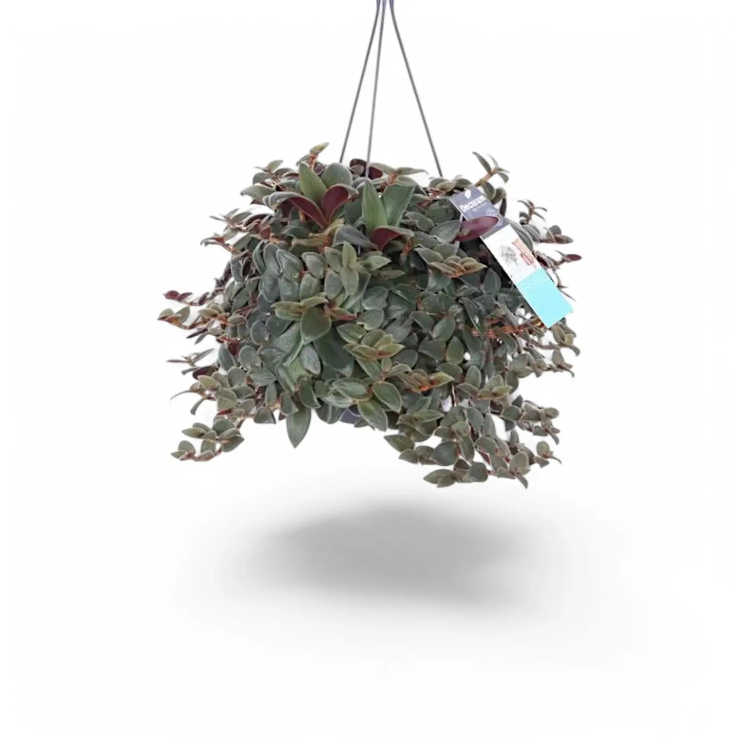 Cyanotis beddomei âBrown Hillâ â Topfpflanze im Kulturtopf vor weiĂem Hintergrund, Produktfoto 2.