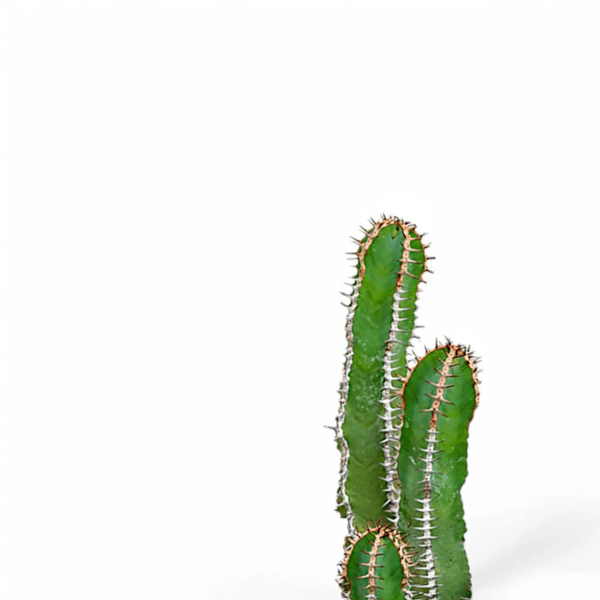 Euphorbia avasmontana leaf close-up on white background.