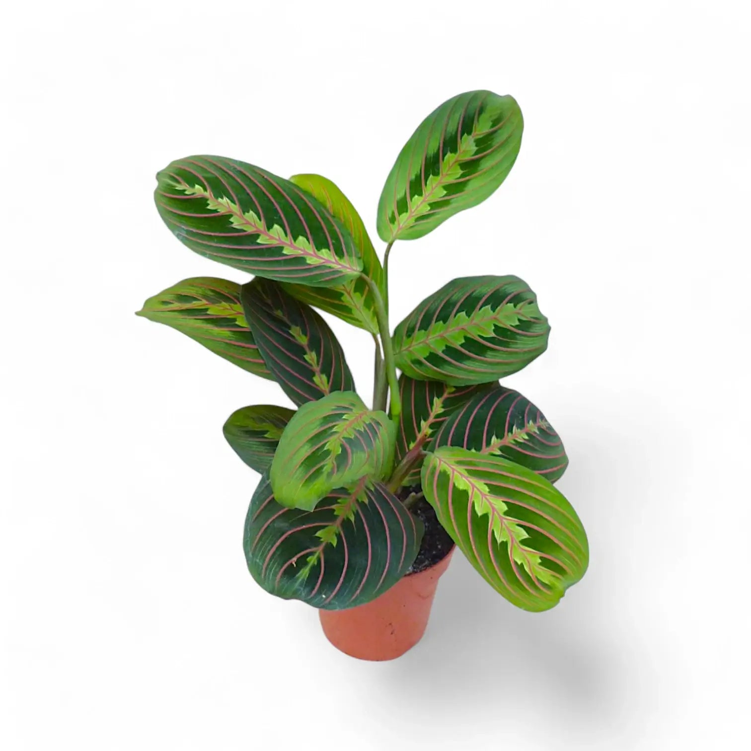 Maranta leuconeura 'Fascinator' ('Tricolor', 'Red Stripe') – Zimmerpflanze im Kulturtopf auf weißem Hintergrund, Produktfoto 9.