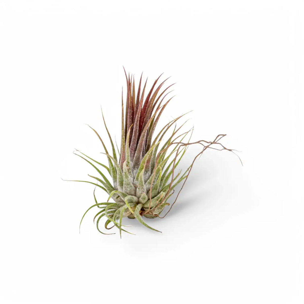 3 x Tillandsia Air Plants in Glass potted houseplant in nursery pot on white background, product photo 5.