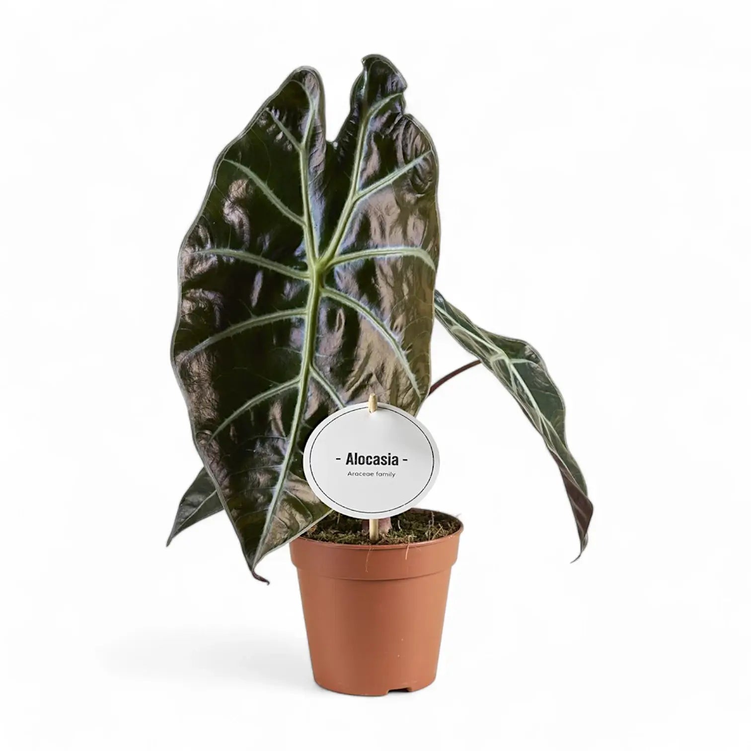 Alocasia suhirmaniana potted houseplant in nursery pot on white background, product photo 3.