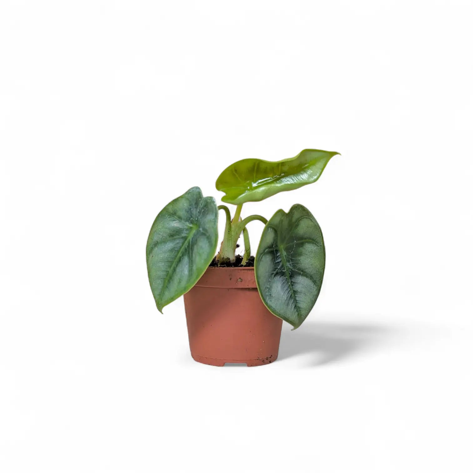 Alocasia reversa – Topfpflanze im Kulturtopf vor weißem Hintergrund, Produktfoto 3.