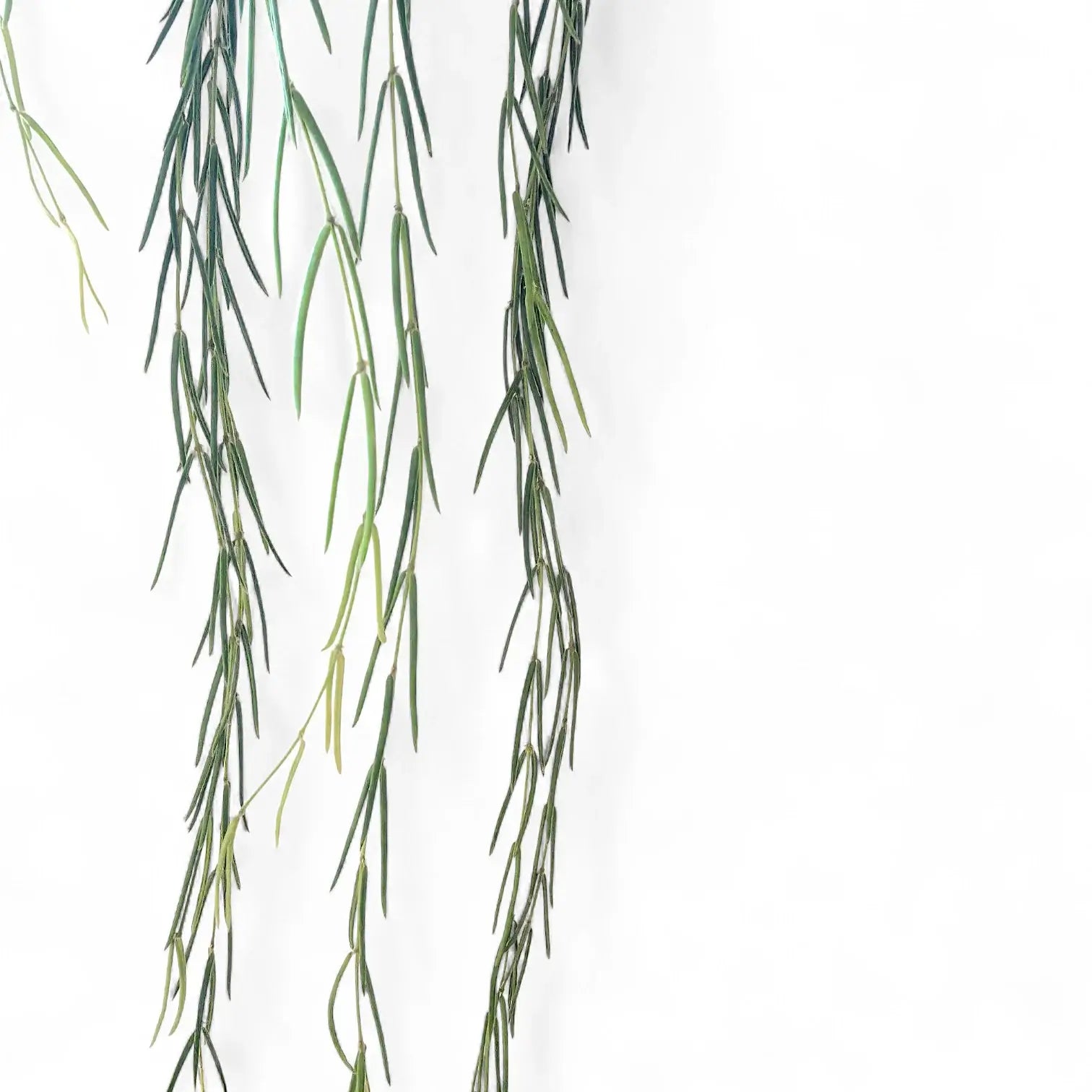 Hoya linearis potted houseplant in nursery pot on white background, product photo 2.