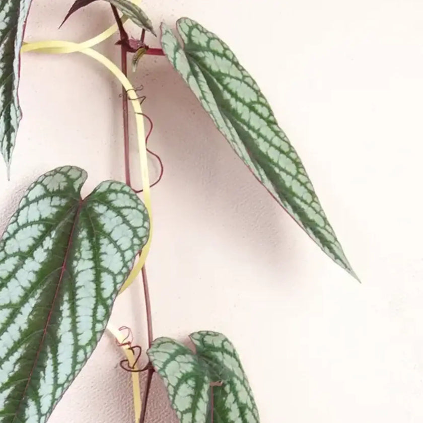 Golden Brass Chain – Plant Support for climbing plants on white background, product photo 2.