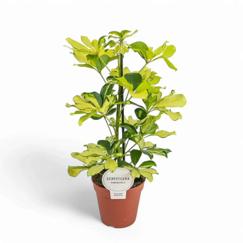 Heptapleurum arboricola 'Melanie' â Zimmerpflanze im Kulturtopf auf weiĂem Hintergrund, Produktfoto 2.