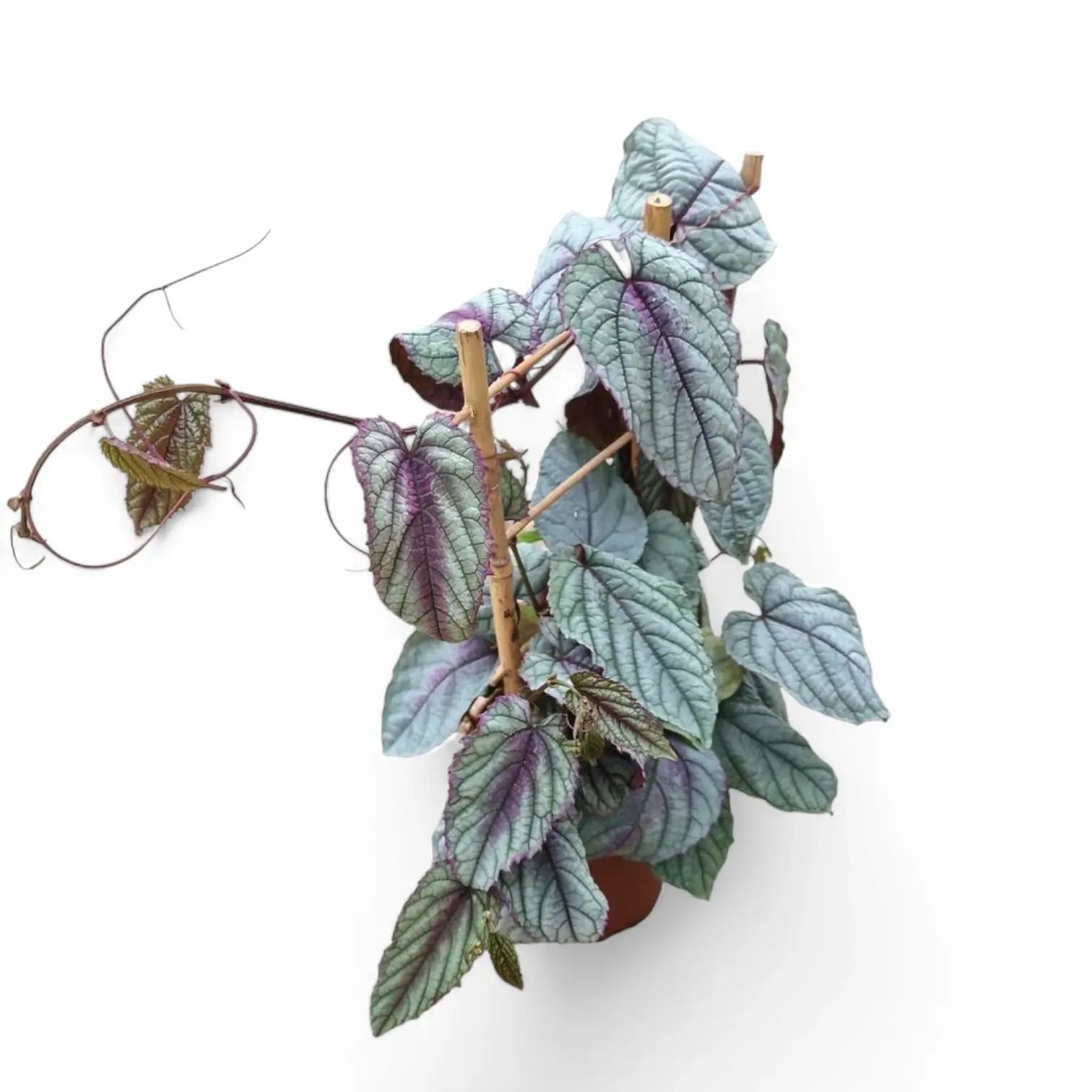 Cissus discolor 'Violet Vine' – Zimmerpflanze im Kulturtopf auf weißem Hintergrund, Produktfoto 4.