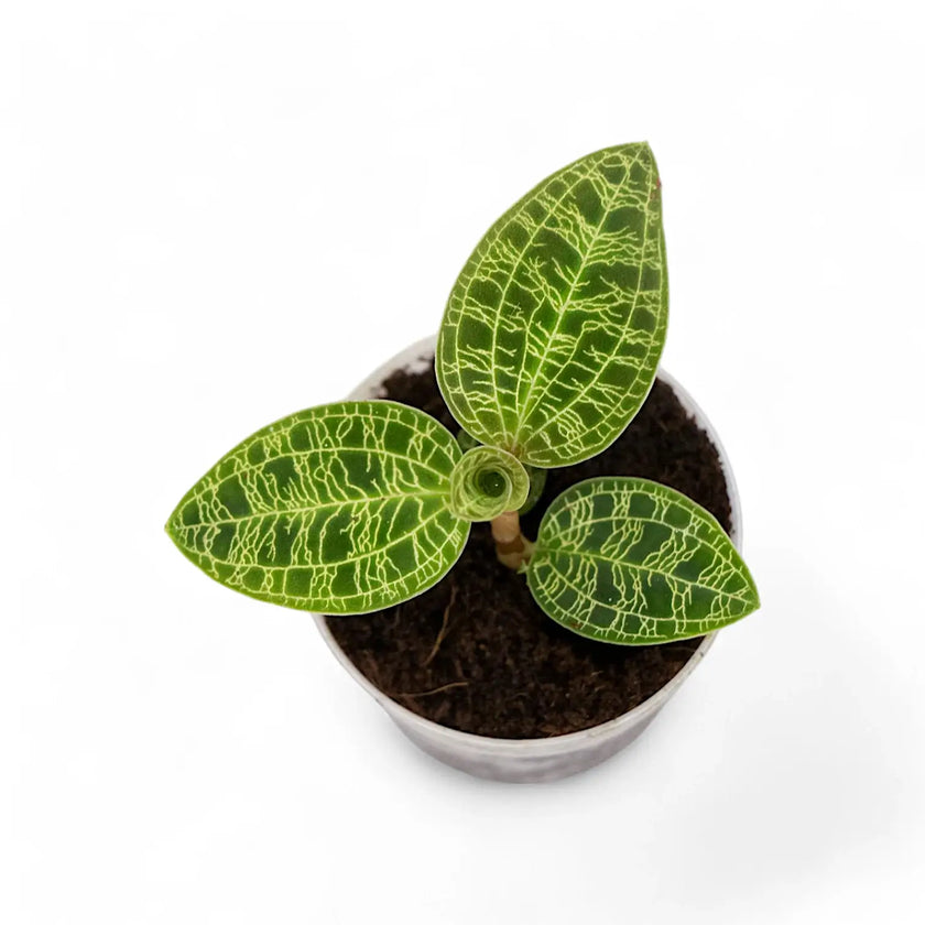 Macodes petola potted houseplant in nursery pot on white background, product photo 2.