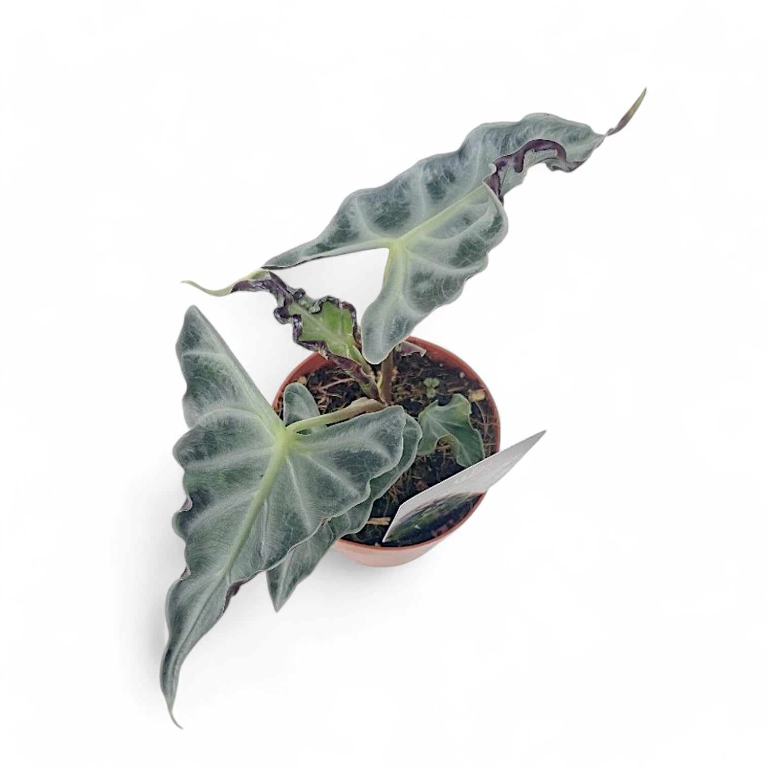 Alocasia 'Loco' – Zimmerpflanze im Kulturtopf auf weißem Hintergrund, Produktfoto 6.