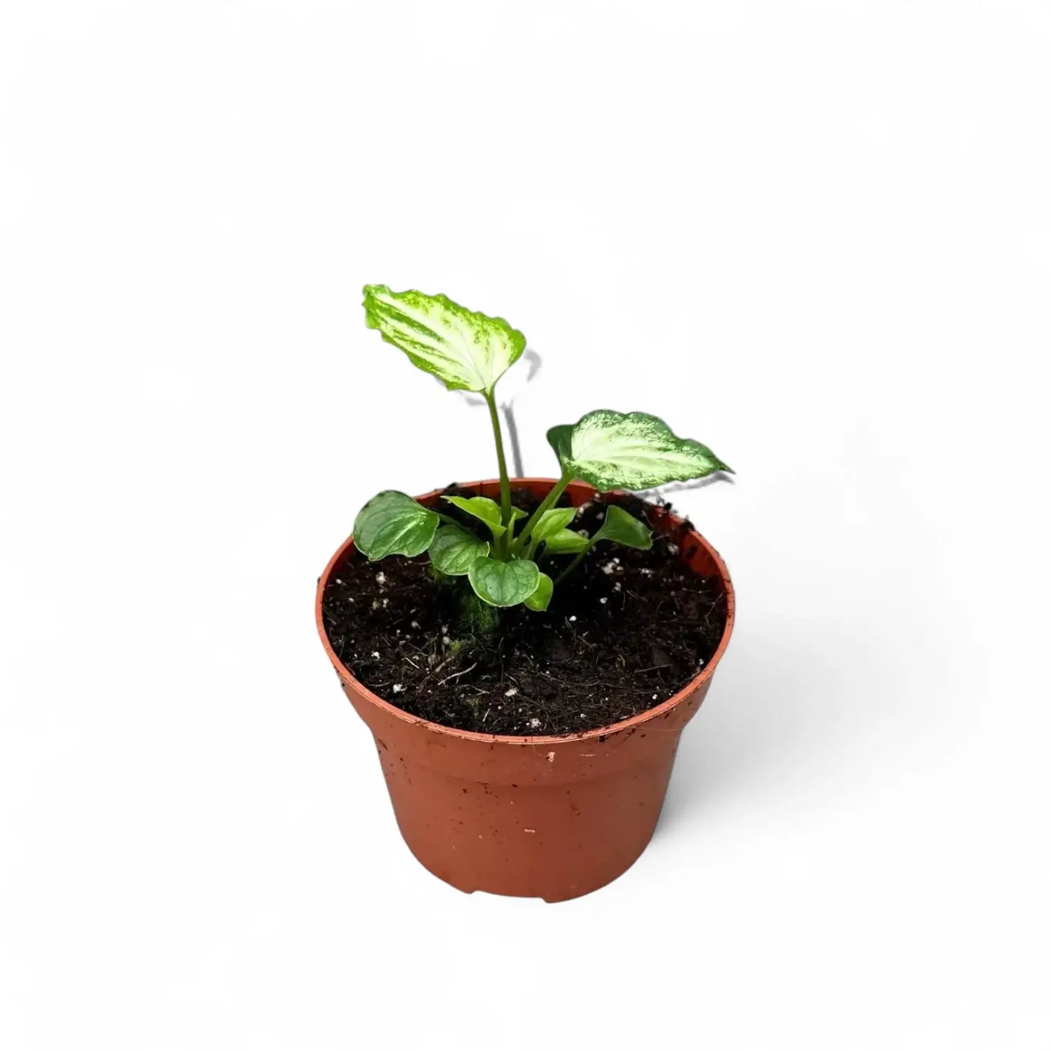 Syngonium podophyllum 'Mouse Ears' potted houseplant in nursery pot on white background, product photo 3.
