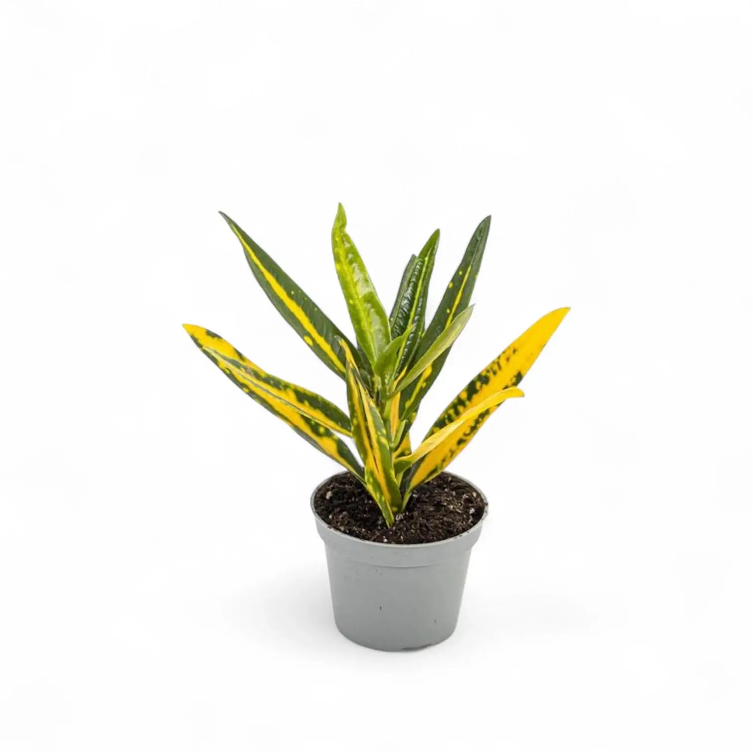 Codiaeum variegatum 'Sunny Star' potted houseplant in nursery pot on white background, product photo 5.