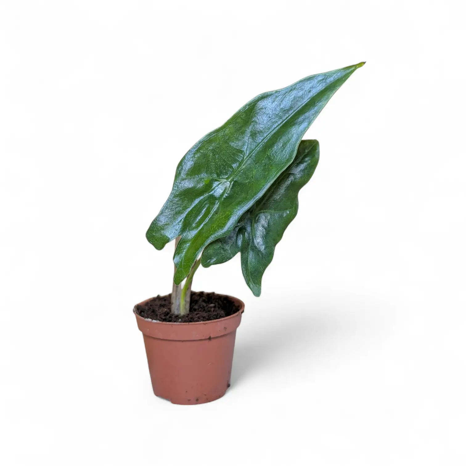 Alocasia nycteris 'Batwing' – Topfpflanze im Kulturtopf vor weißem Hintergrund, Produktfoto 3.