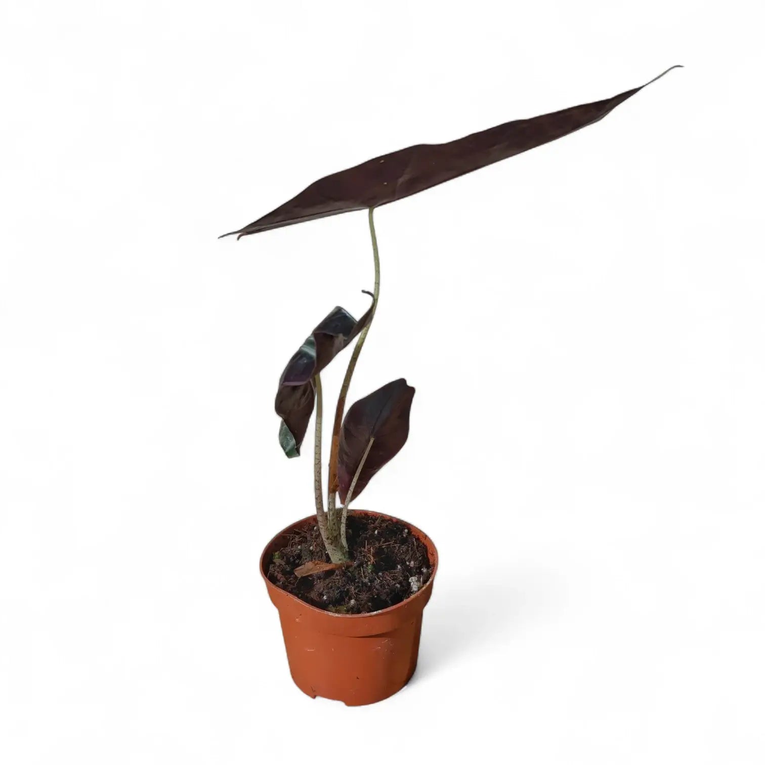 Alocasia longiloba 'Purple' potted houseplant in nursery pot on white background, product photo 7.
