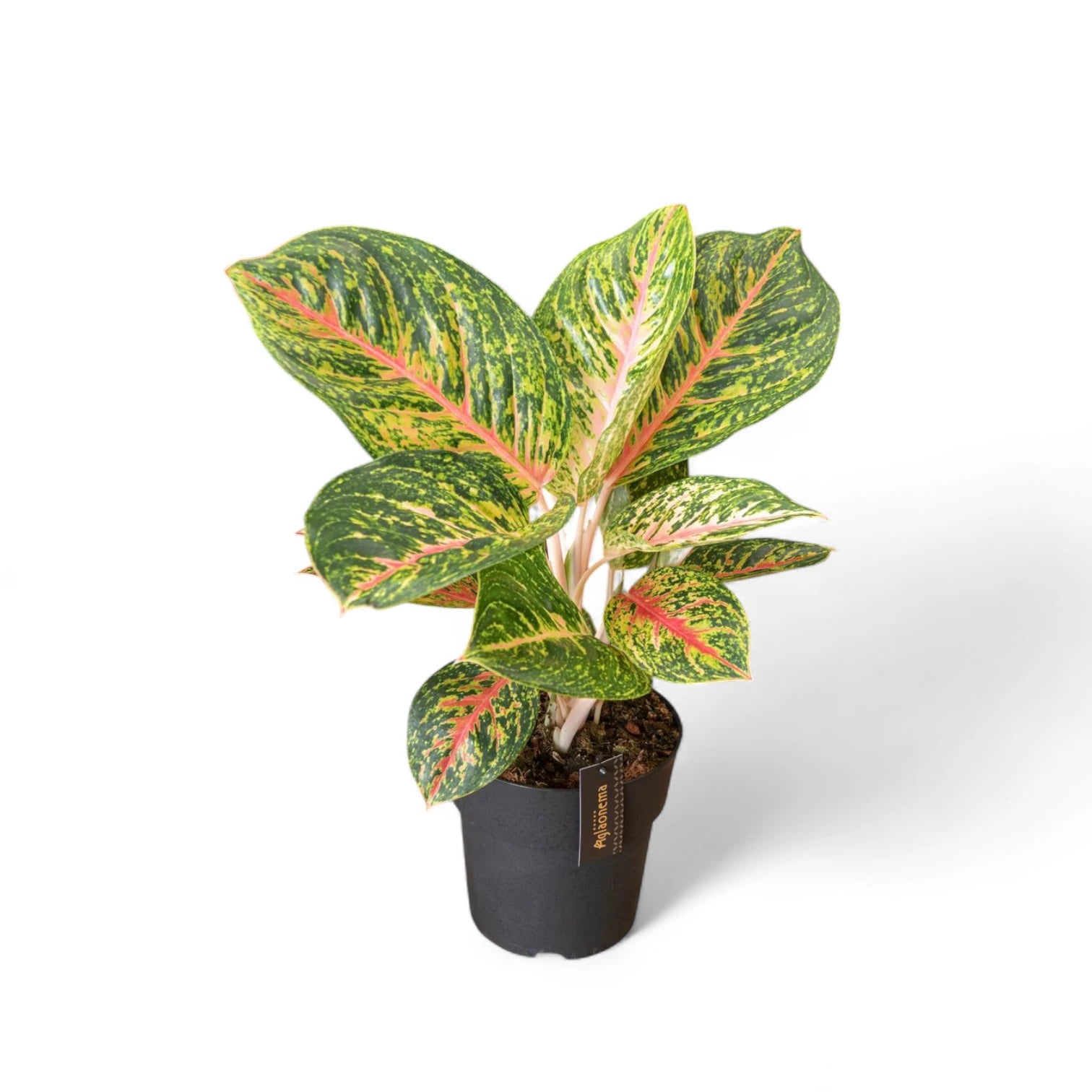 Aglaonema 'Spring Red' – Topfpflanze im Kulturtopf vor weißem Hintergrund, Produktfoto 4.