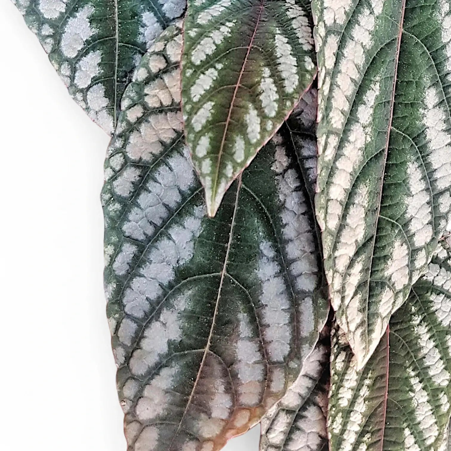 Nahaufnahme eines Blatts von Cissus discolor vor weißem Hintergrund.