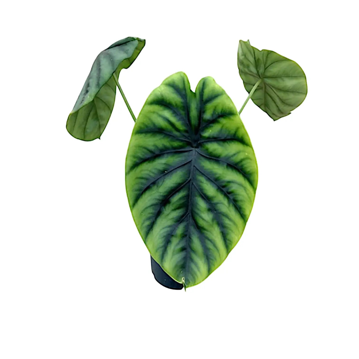 Alocasia clypeolata 'Green shield' potted houseplant in nursery pot on white background, product photo 10.