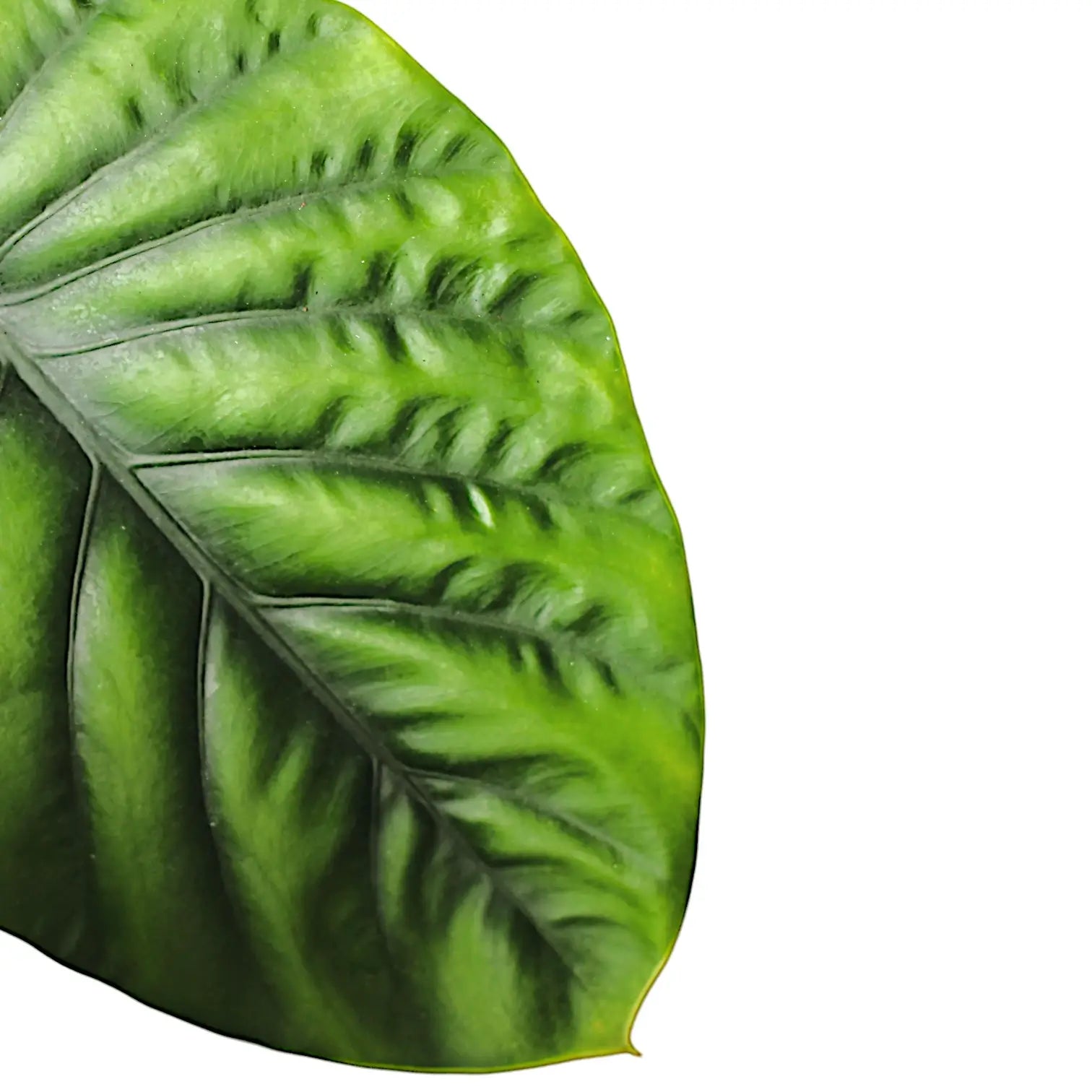 Alocasia clypeolata 'Green shield' leaf close-up on white background.