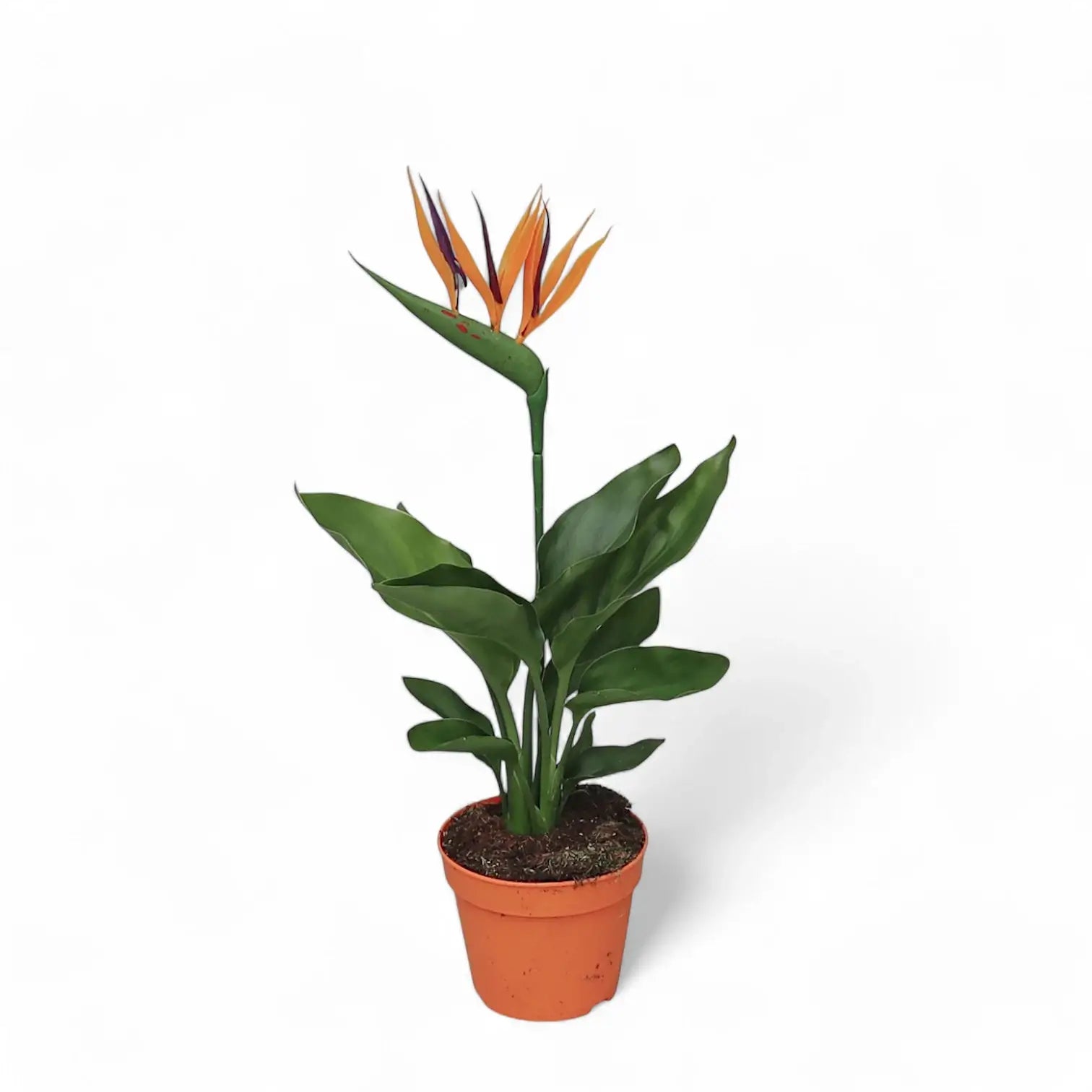 Strelitzia reginae potted houseplant in nursery pot on white background, product photo 5.
