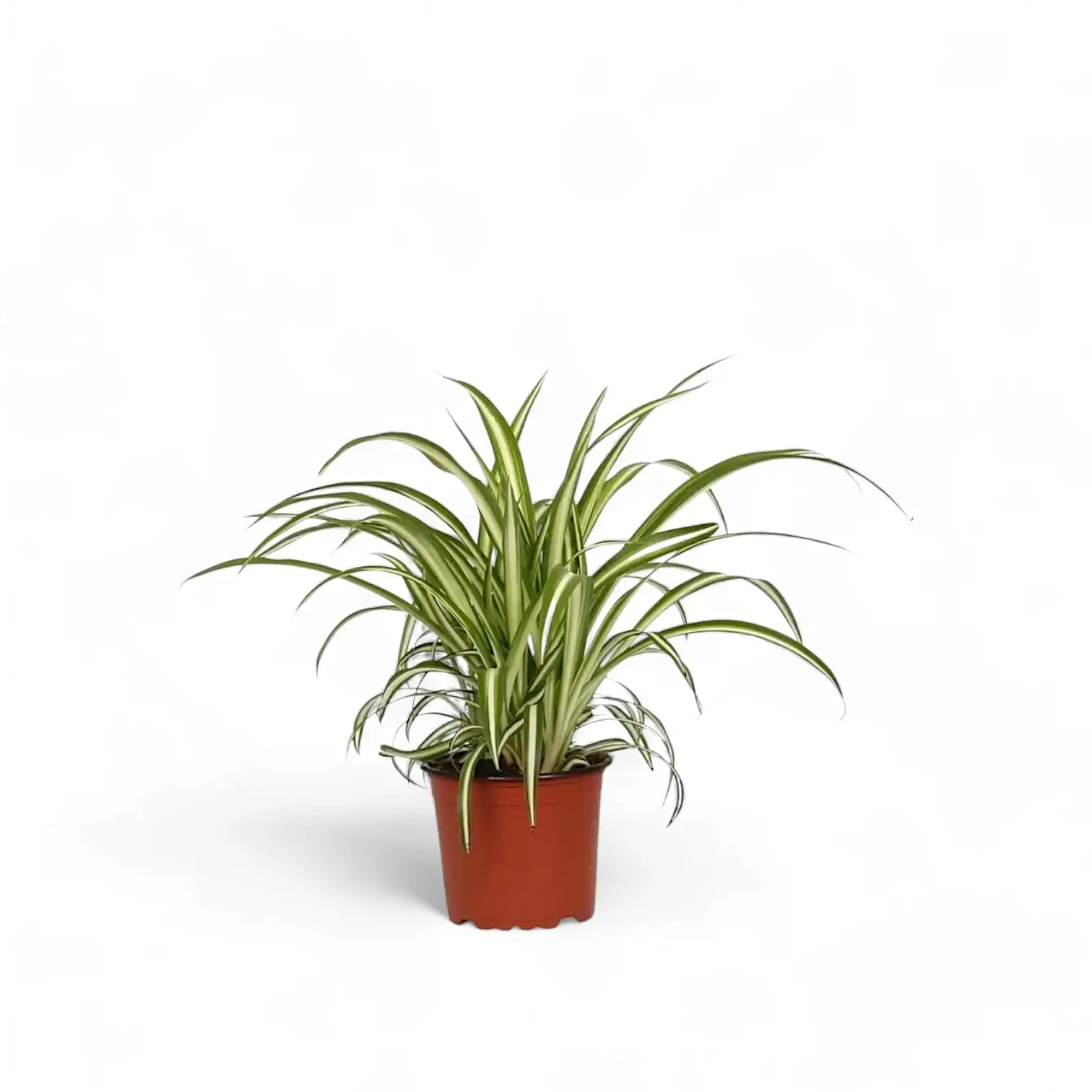 Chlorophytum comosum variegatum potted houseplant in nursery pot on white background, product photo 5.