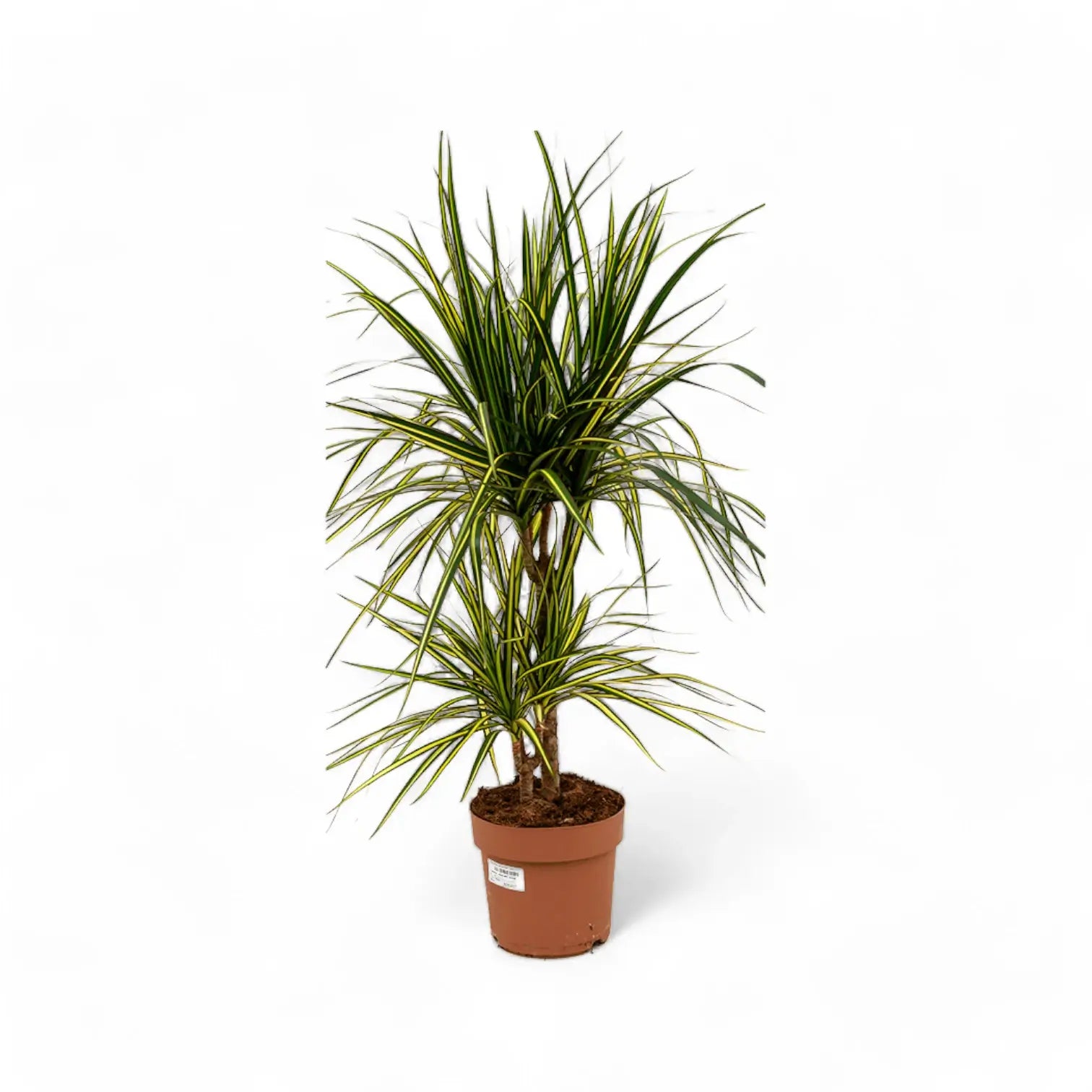 Dracaena reflexa var. angustifolia 'Sunray' – Topfpflanze im Kulturtopf vor weißem Hintergrund, Produktfoto 6.
