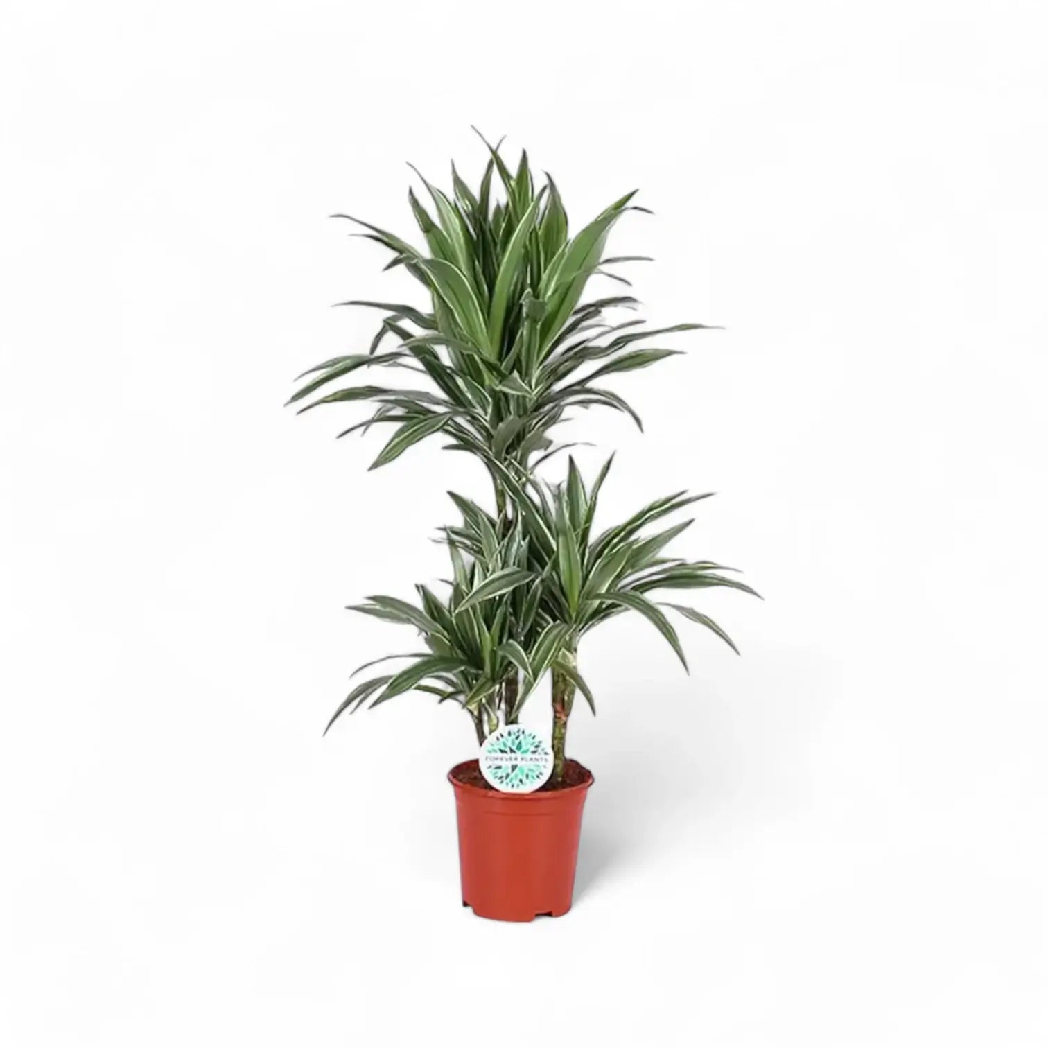 Dracaena fragrans ‘Warneckii’ – Topfpflanze im Kulturtopf vor weißem Hintergrund, Produktfoto 9.