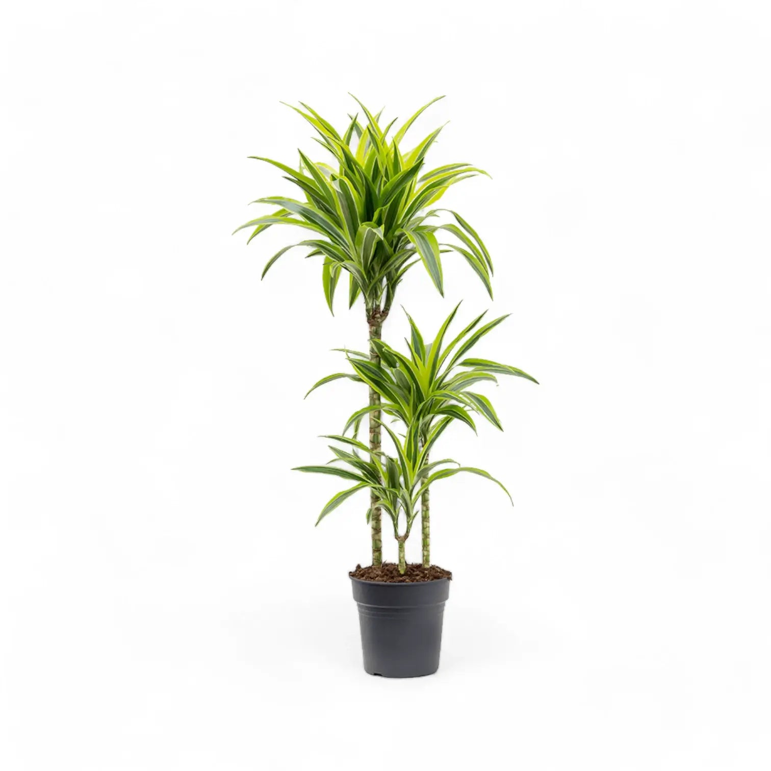 Dracaena fragrans 'Lemon Lime' – Topfpflanze im Kulturtopf vor weißem Hintergrund, Produktfoto 9.