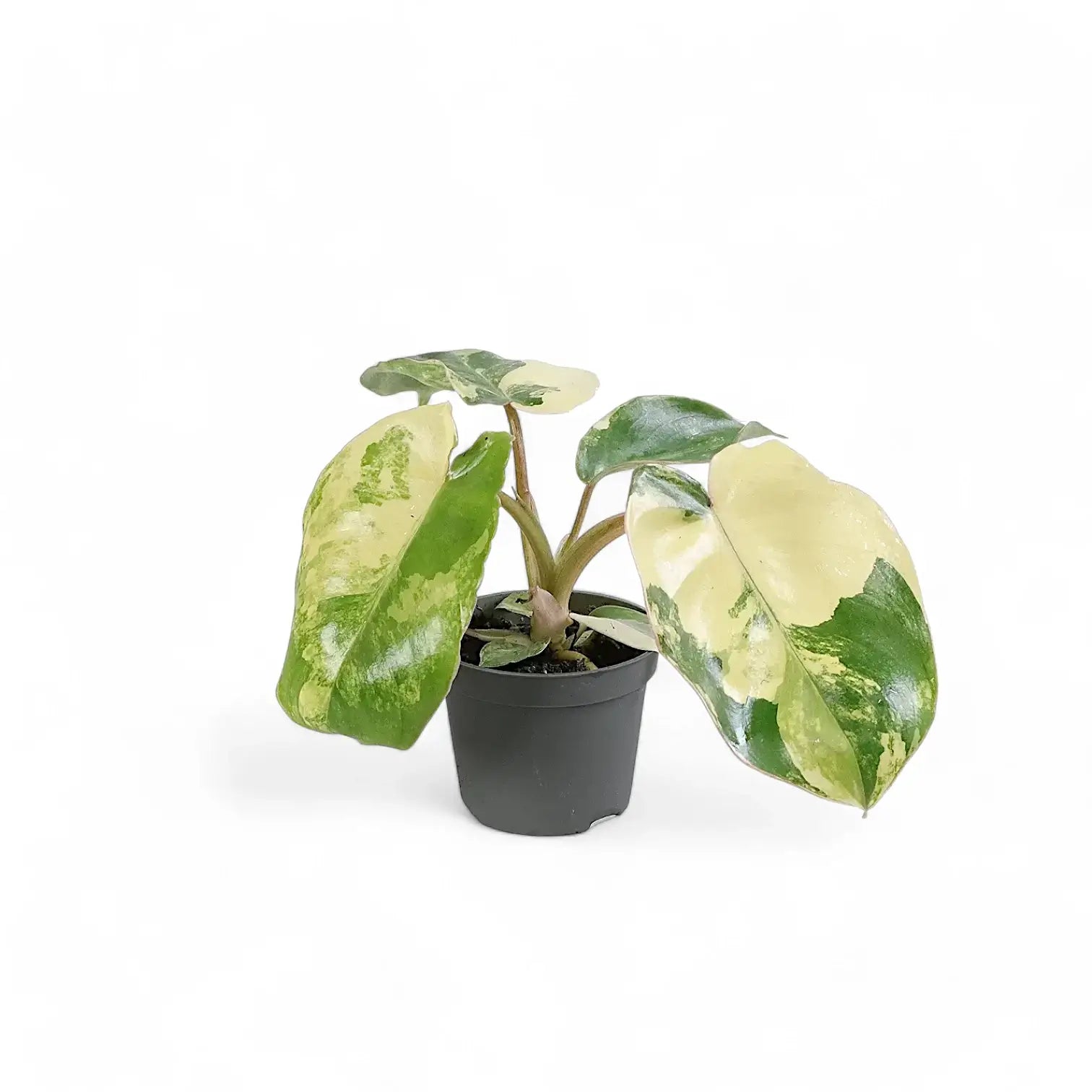 Philodendron 'Burle Marx' variegata potted houseplant in nursery pot on white background, product photo 2.