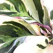 Goeppertia (Calathea) lietzei 'White fusion' leaf close-up on white background.