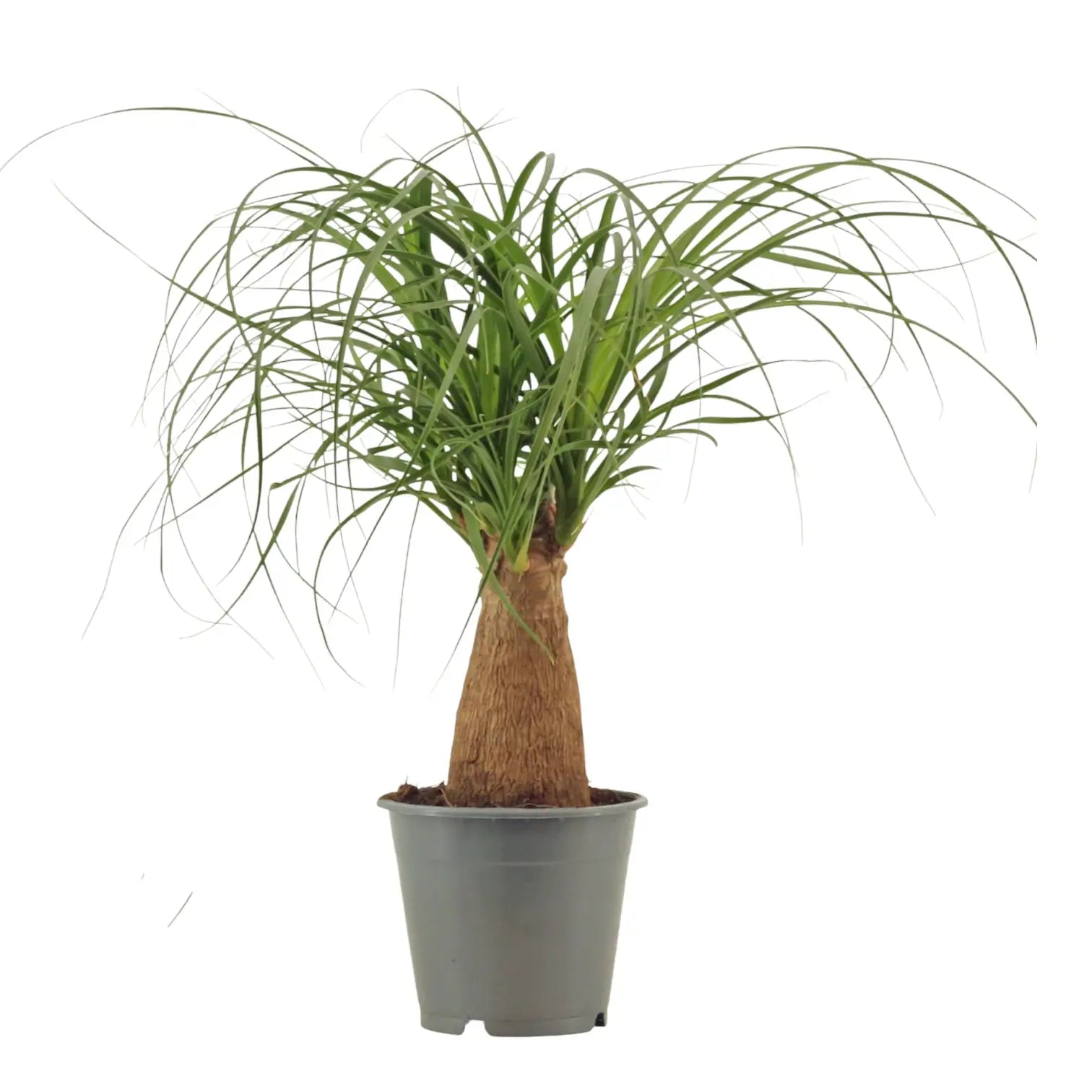 Beaucarnea recurvata – Zimmerpflanze im Kulturtopf auf weißem Hintergrund, Produktfoto 9.