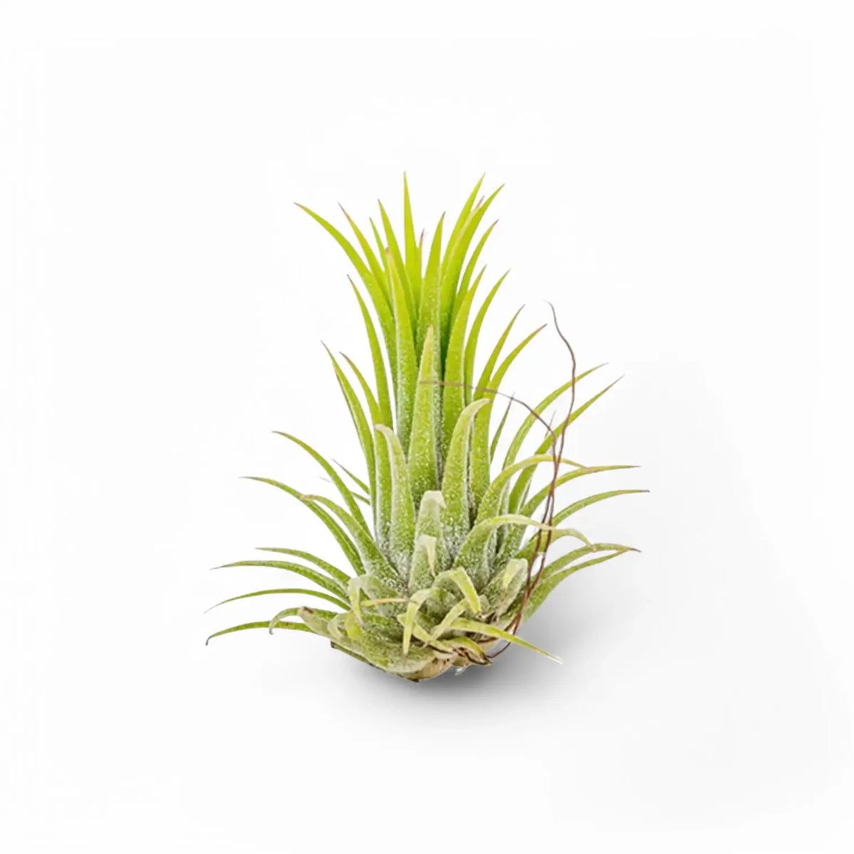 3 x Tillandsia Air Plants in Glass potted houseplant in nursery pot on white background, product photo 6.