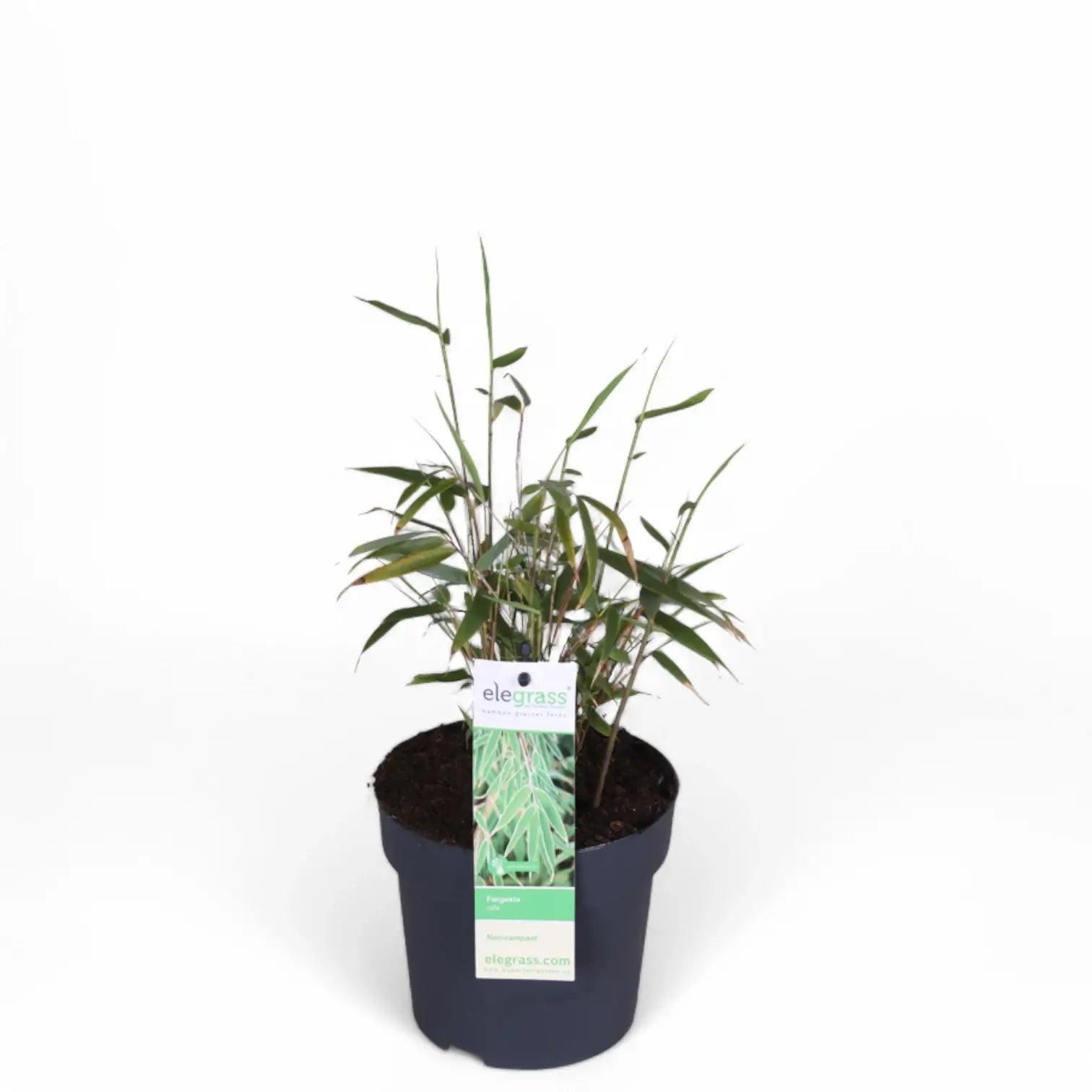 Fargesia 'Rufa' potted houseplant in nursery pot on white background, product photo 5.
