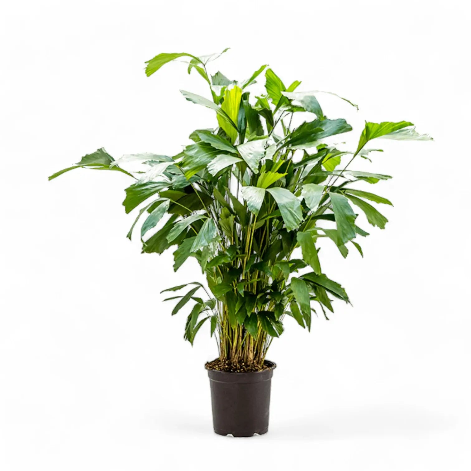 Caryota mitis – Zimmerpflanze im Kulturtopf auf weißem Hintergrund, Produktfoto 7.