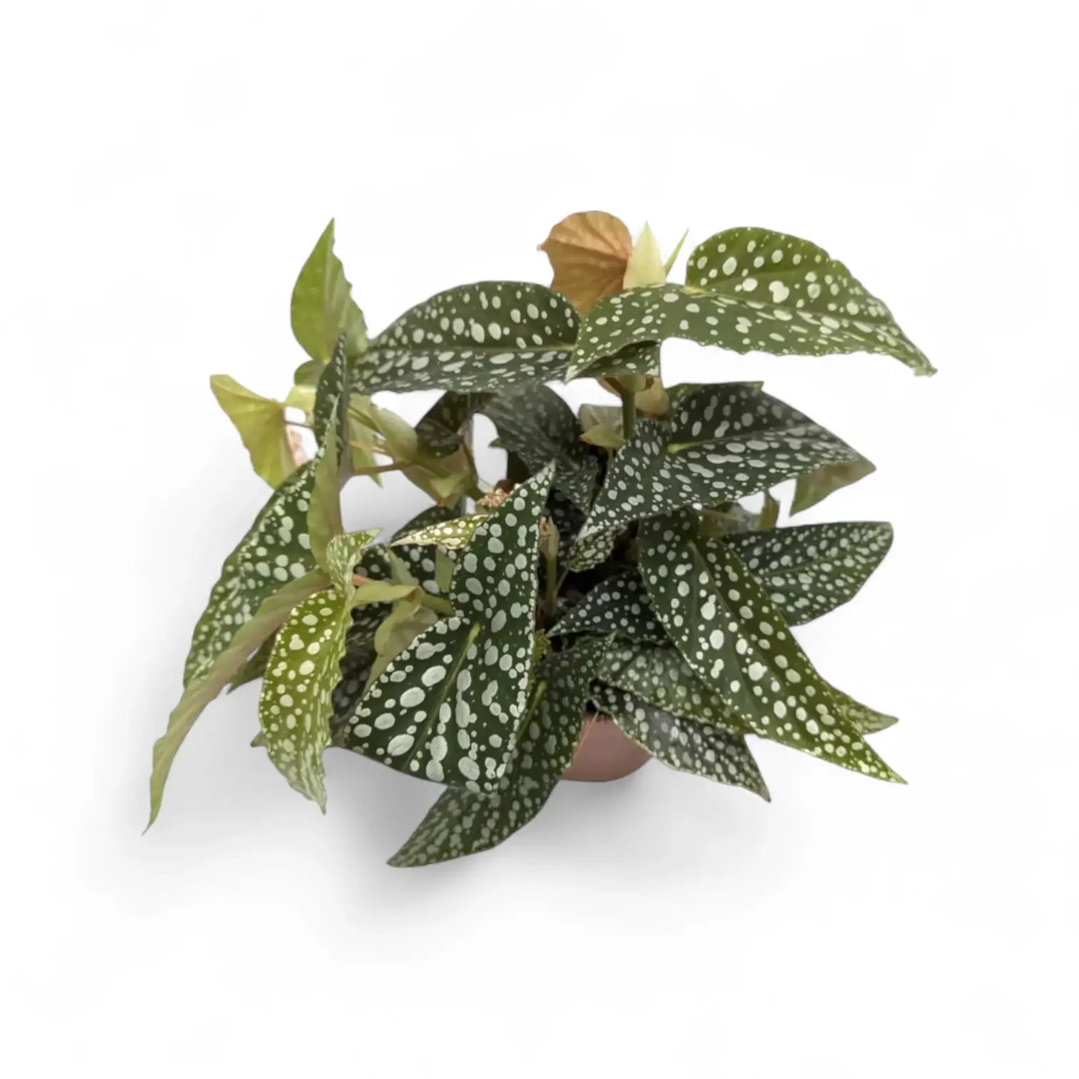 Begonia maculata 'Double Dot' potted houseplant in nursery pot on white background, product photo 2.