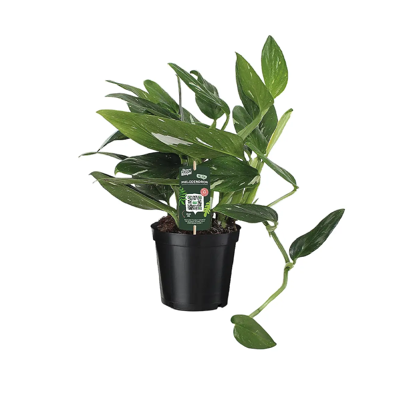 Monstera standleyana variegata – Zimmerpflanze im Kulturtopf auf weißem Hintergrund, Produktfoto 5.