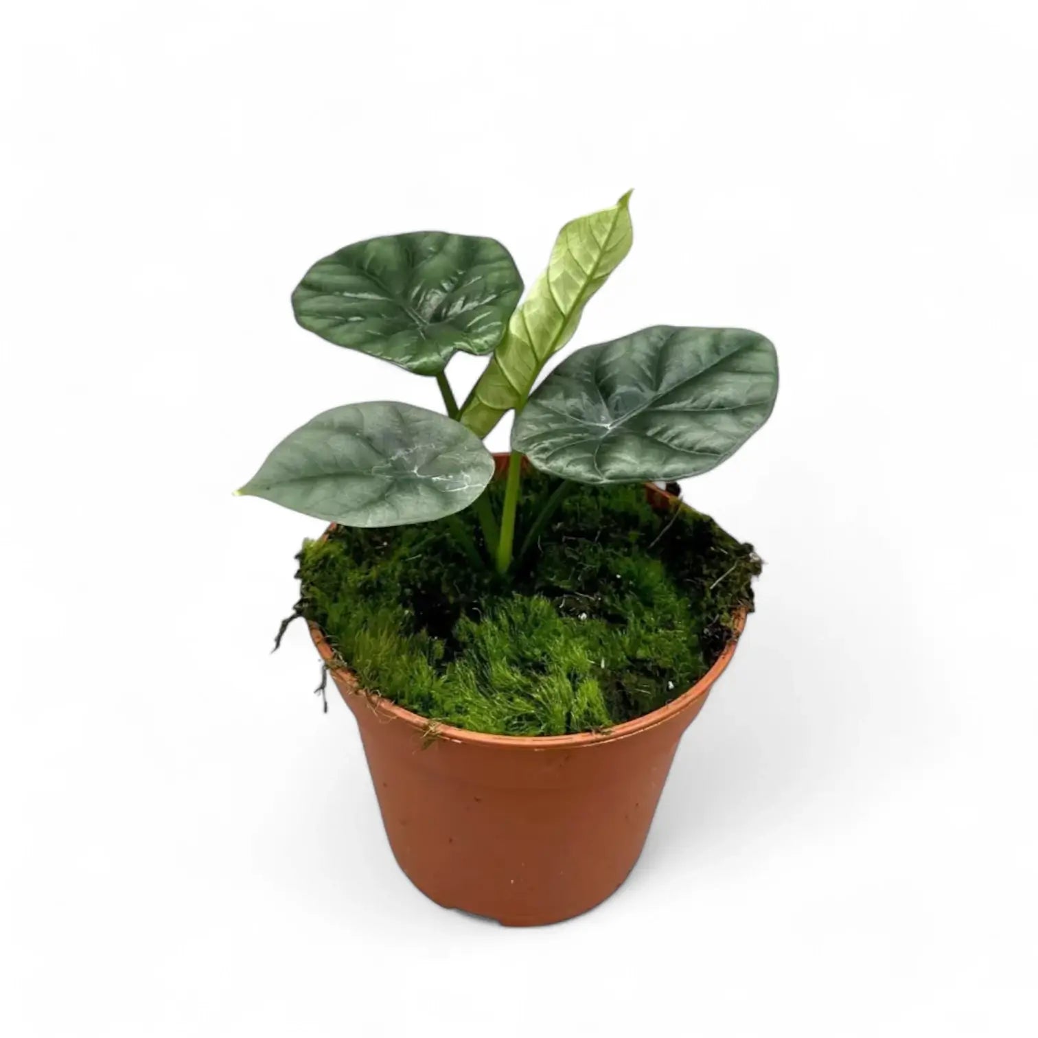 Alocasia sinuata potted houseplant in nursery pot on white background, product photo 4.
