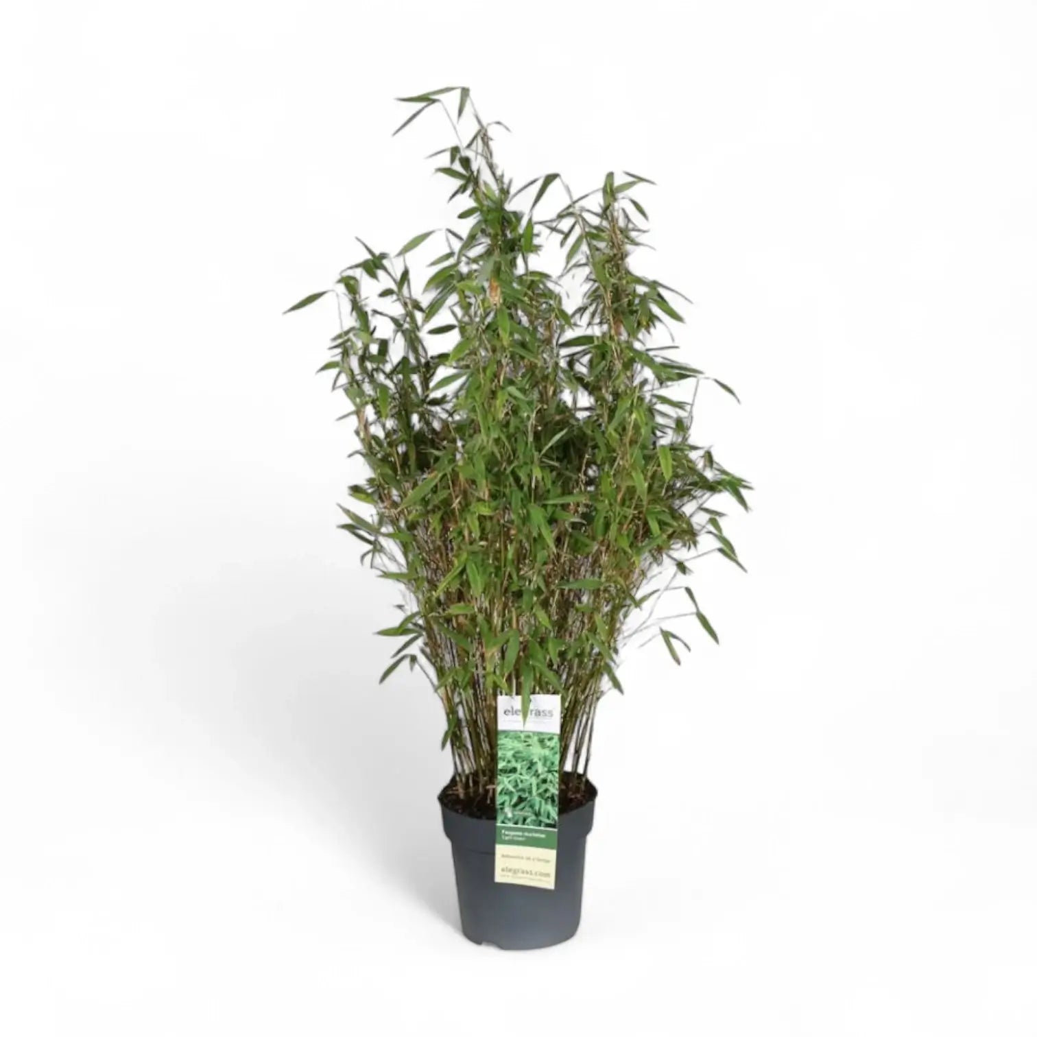 Fargesia murielae 'Light Green' – Topfpflanze im Kulturtopf vor weißem Hintergrund, Produktfoto 2.