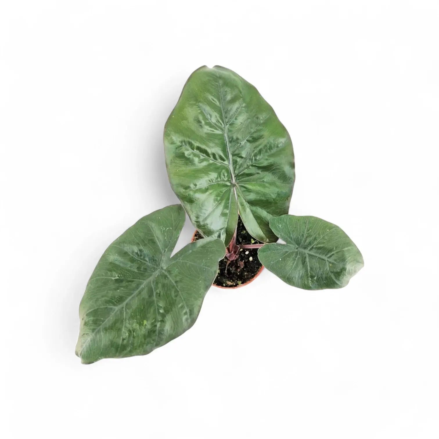 Alocasia 'Yucatan princess' – Zimmerpflanze im Kulturtopf auf weißem Hintergrund, Produktfoto 7.