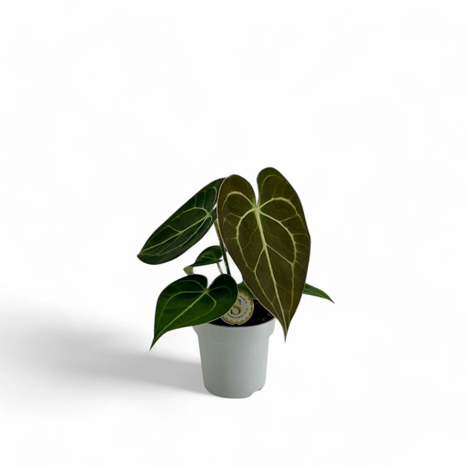 Anthurium clarinervium – Topfpflanze im Kulturtopf vor weißem Hintergrund, Produktfoto 9.