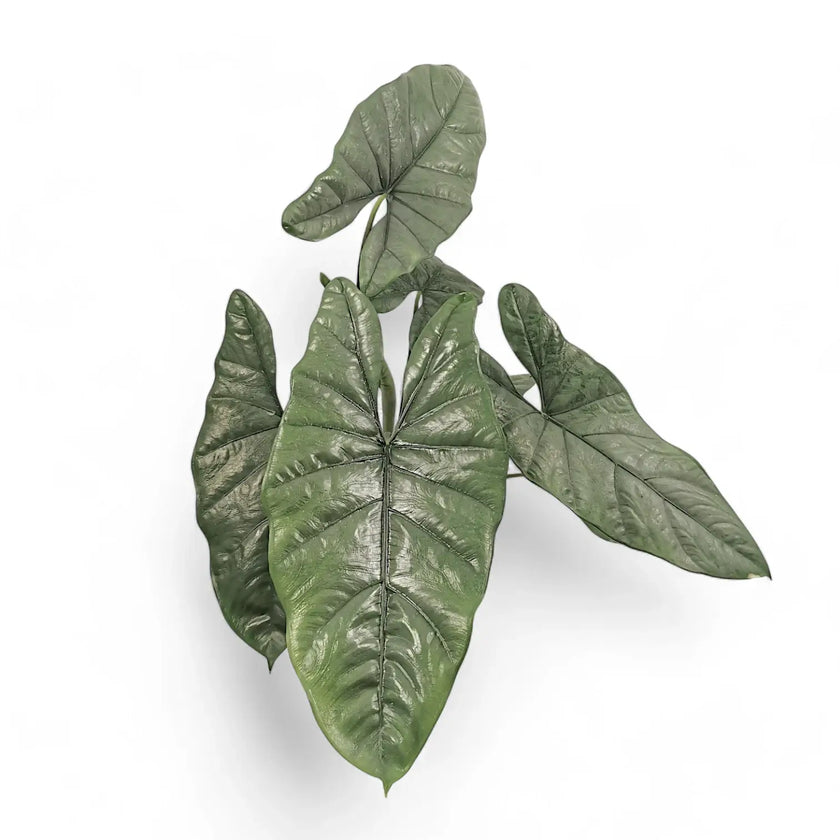 Alocasia heterophylla potted houseplant in nursery pot on white background, product photo 2.