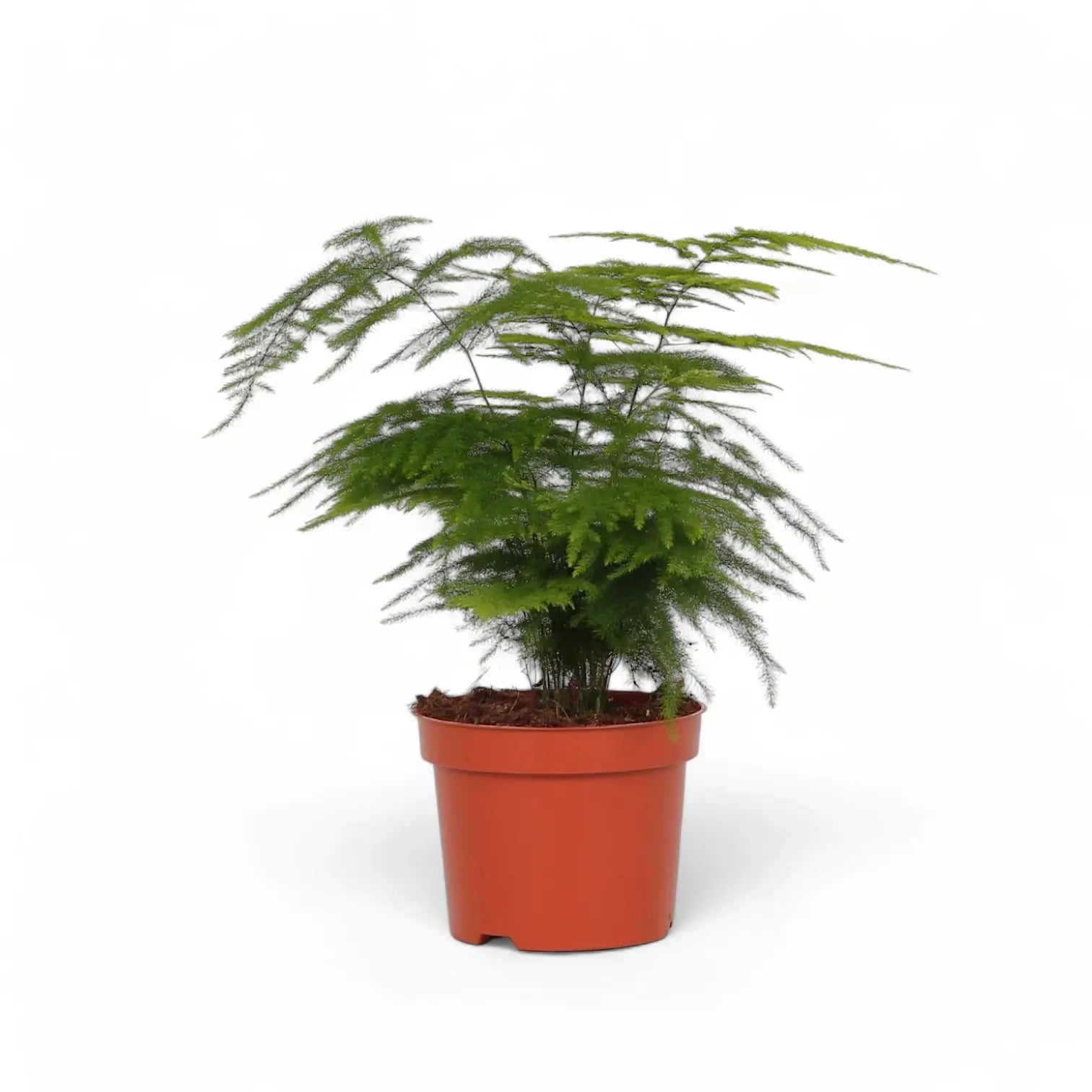 Asparagus setaceus – Zimmerpflanze im Kulturtopf auf weißem Hintergrund, Produktfoto 10.