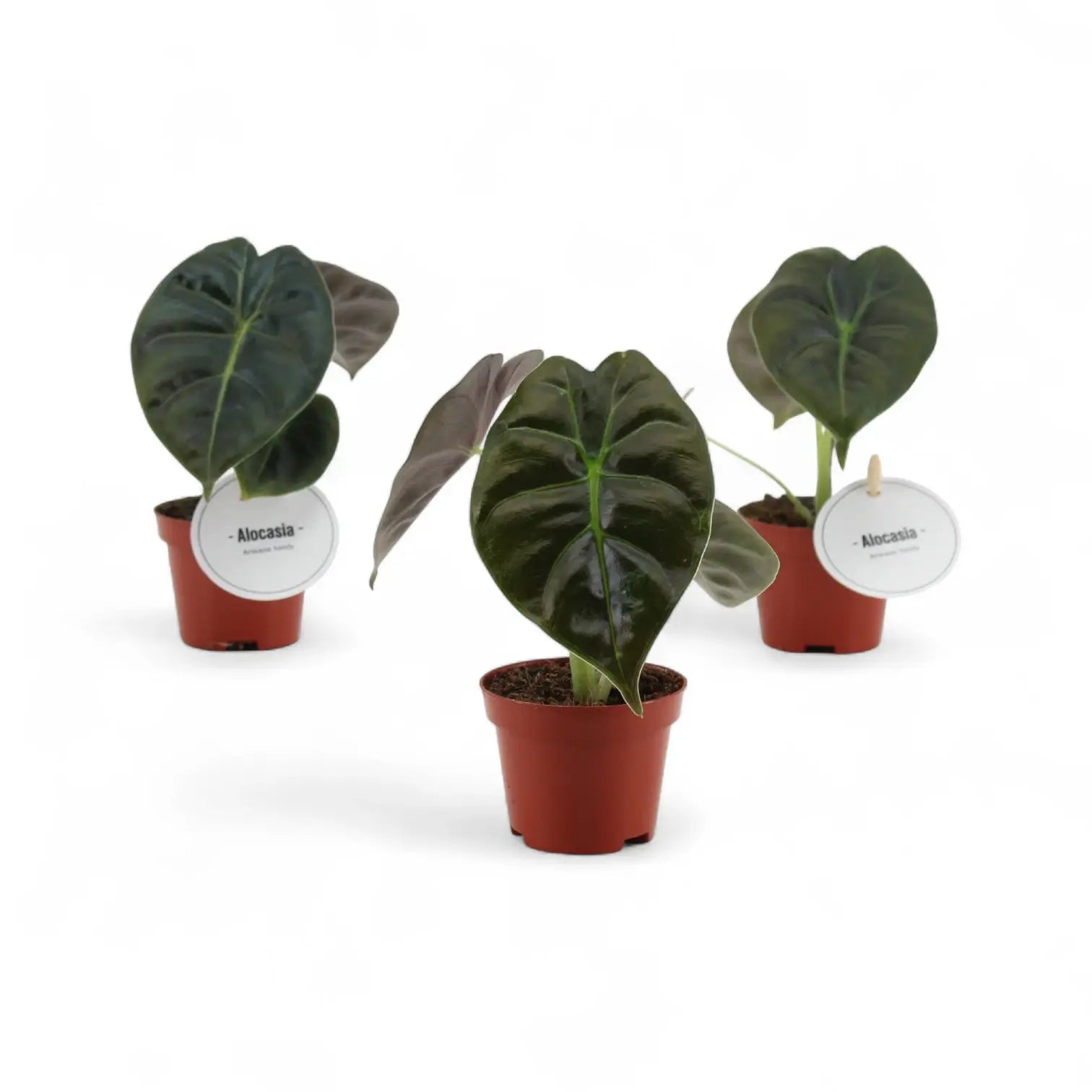 Alocasia 'Golden bone' – Zimmerpflanze im Kulturtopf auf weißem Hintergrund, Produktfoto 4.