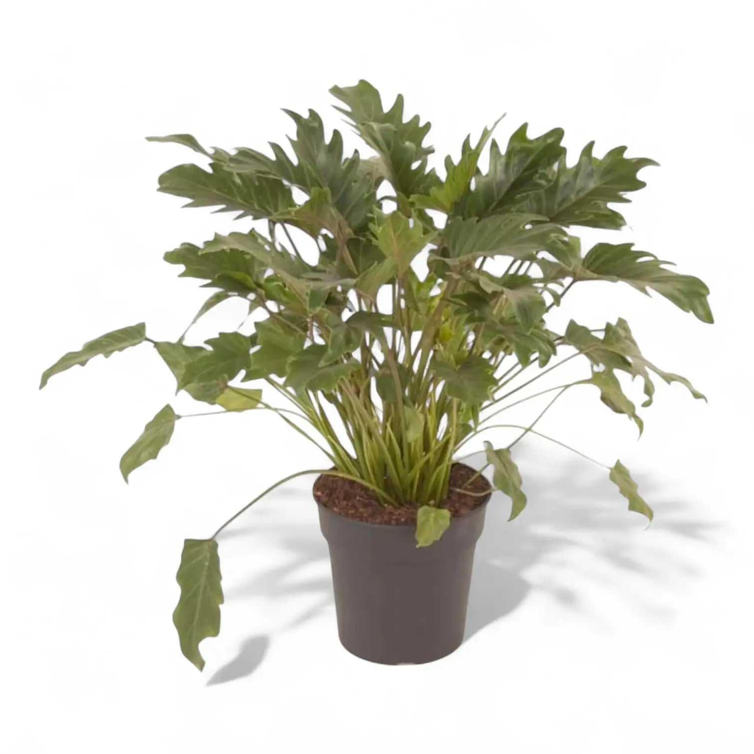 Thaumatophyllum xanadu potted houseplant in nursery pot on white background, product photo 2.