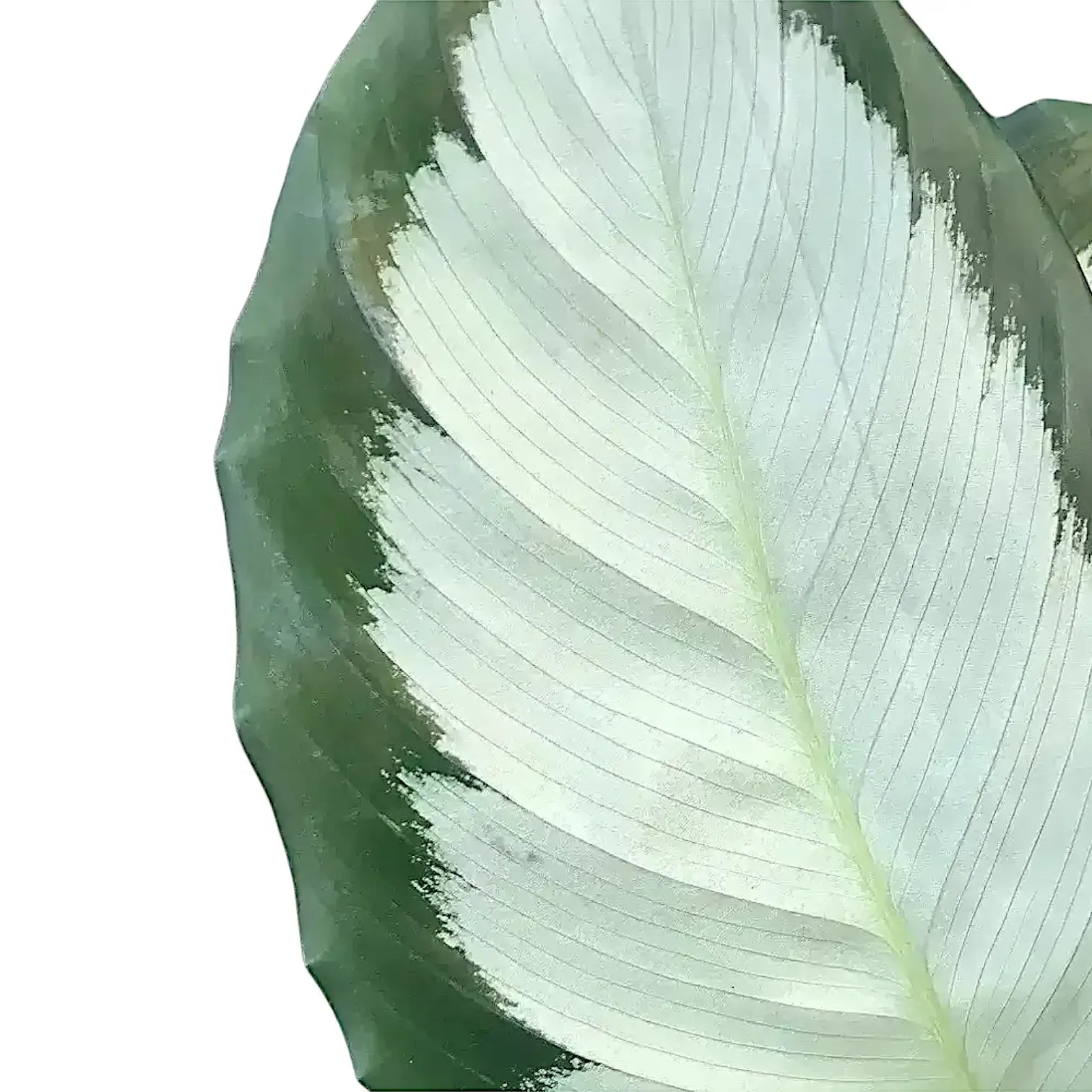 Goeppertia (Calathea) picturata 'Argentea' leaf close-up on white background.