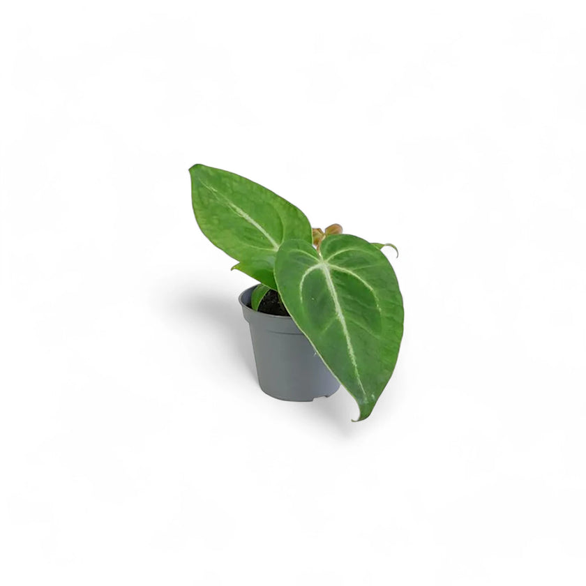 Anthurium magnificum potted houseplant in nursery pot on white background, product photo 3.