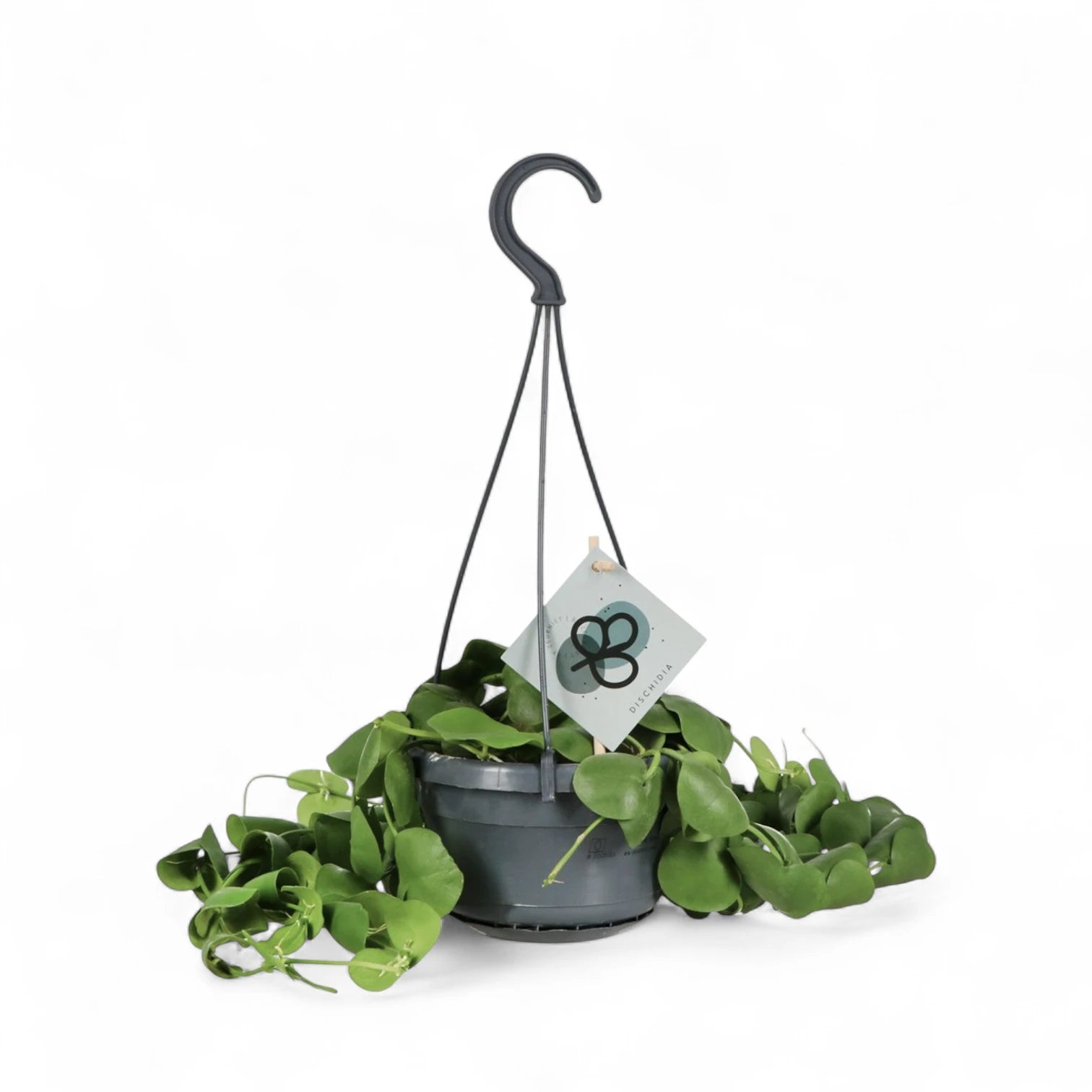 Dischidia platyphylla – Topfpflanze im Kulturtopf vor weißem Hintergrund, Produktfoto 4.