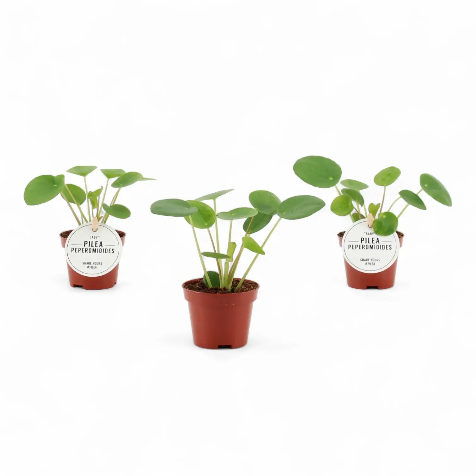 Pilea peperomioides – Topfpflanze im Kulturtopf vor weißem Hintergrund, Produktfoto 3.