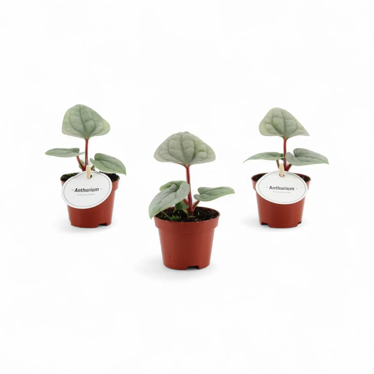 Anthurium luxurians potted houseplant in nursery pot on white background, product photo 6.